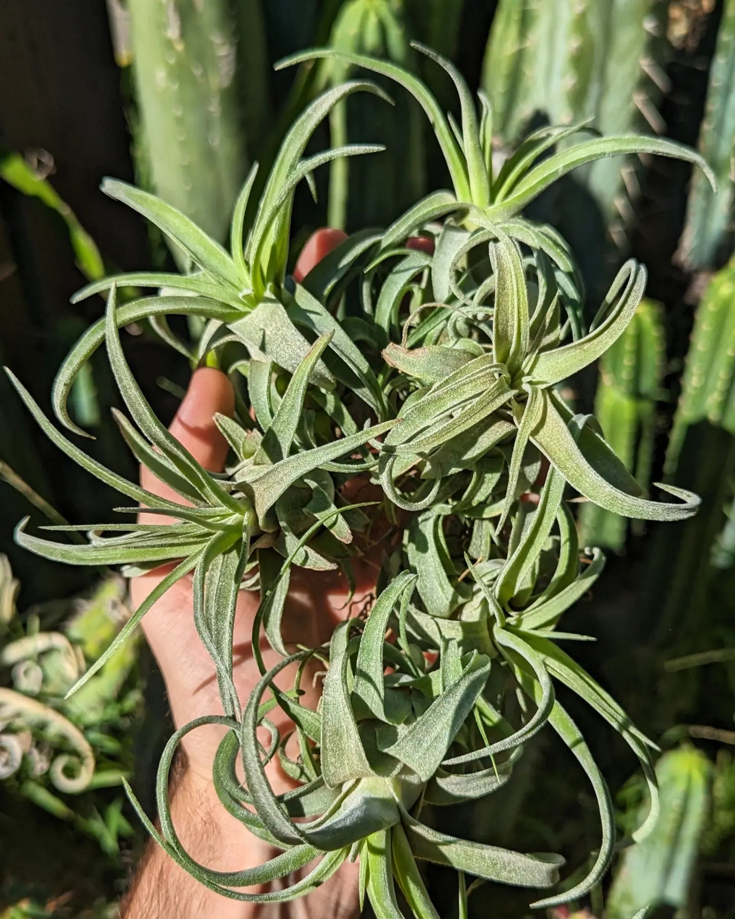 Tillandsia Streptophylla