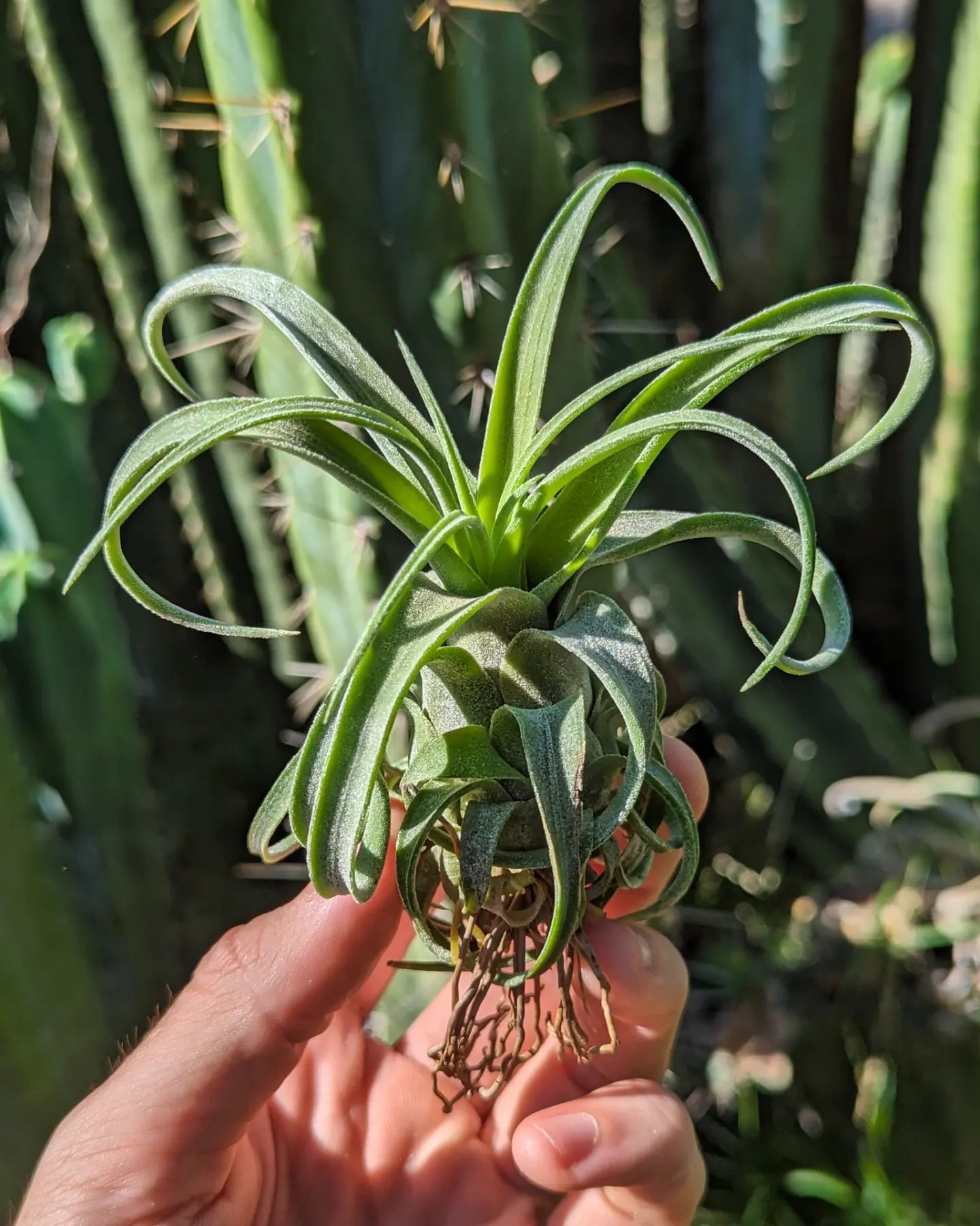 Tillandsia Streptophylla