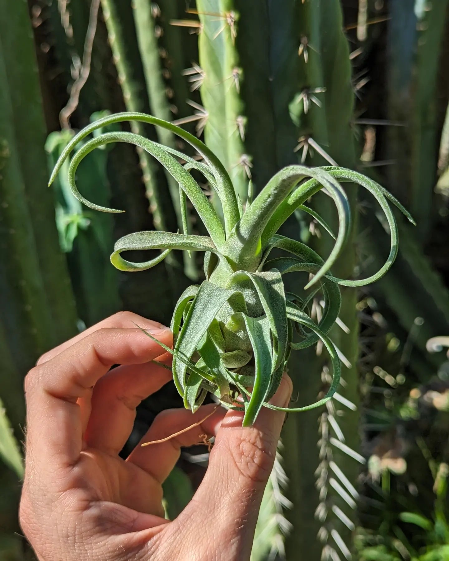 Tillandsia Streptophylla