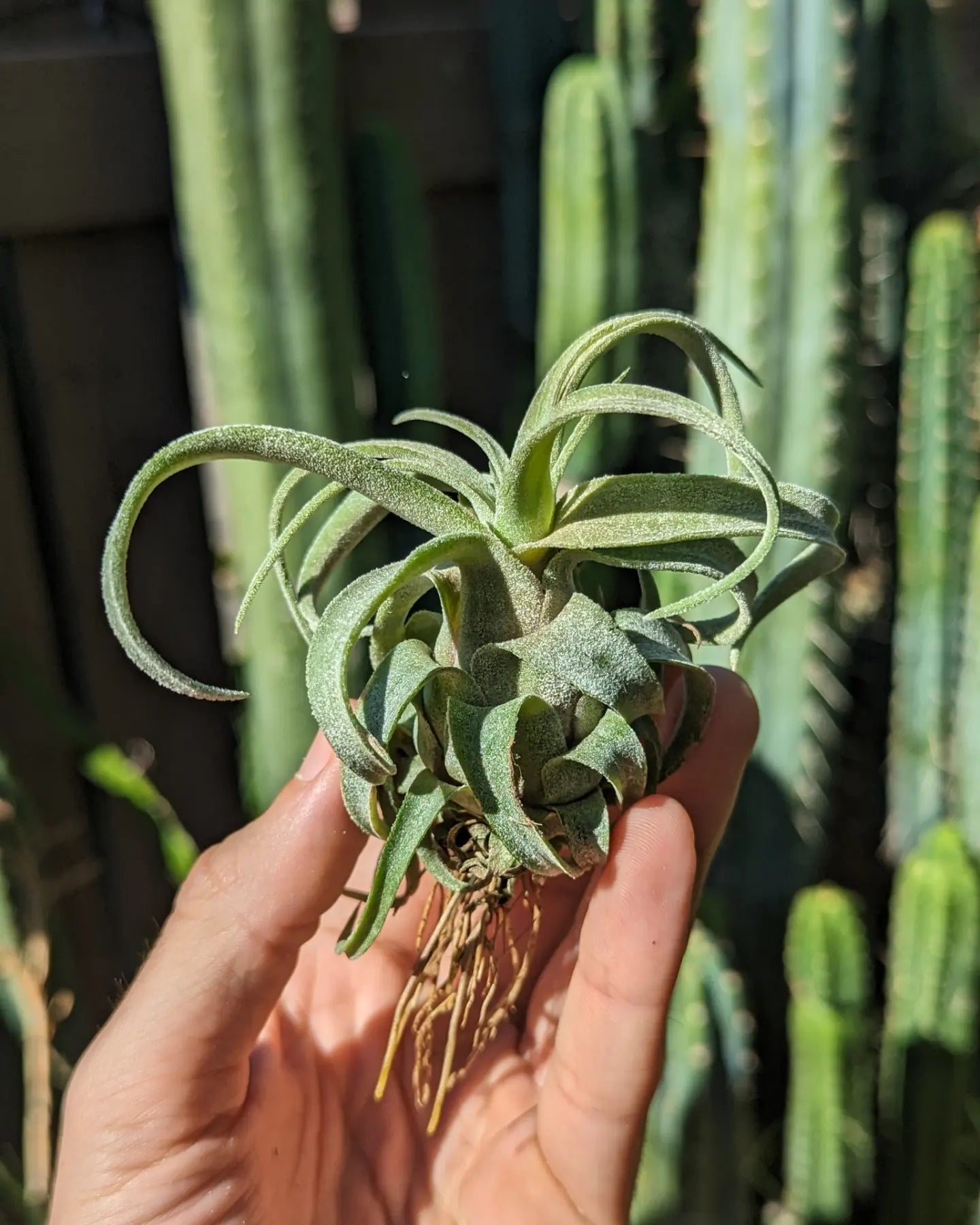 Tillandsia Streptophylla