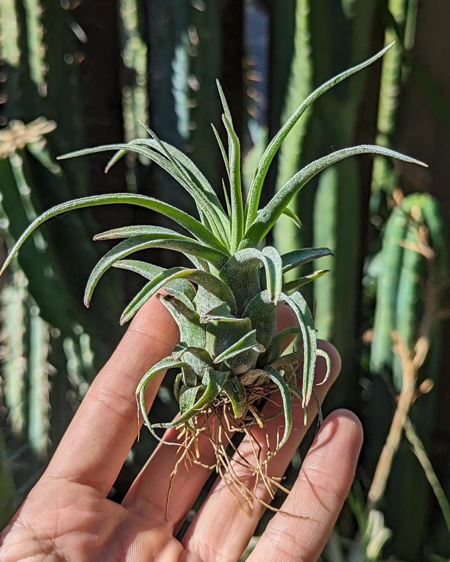 Tillandsia Streptophylla