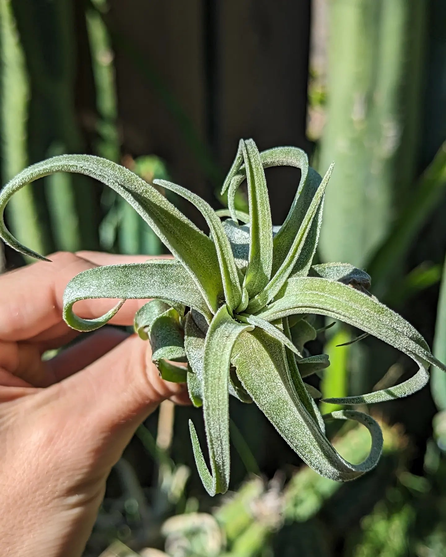 Tillandsia Streptophylla