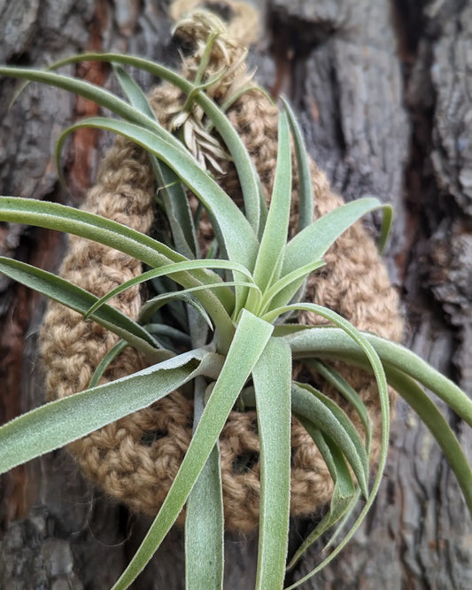 Jute Rope Tear Drop Hanging Basket