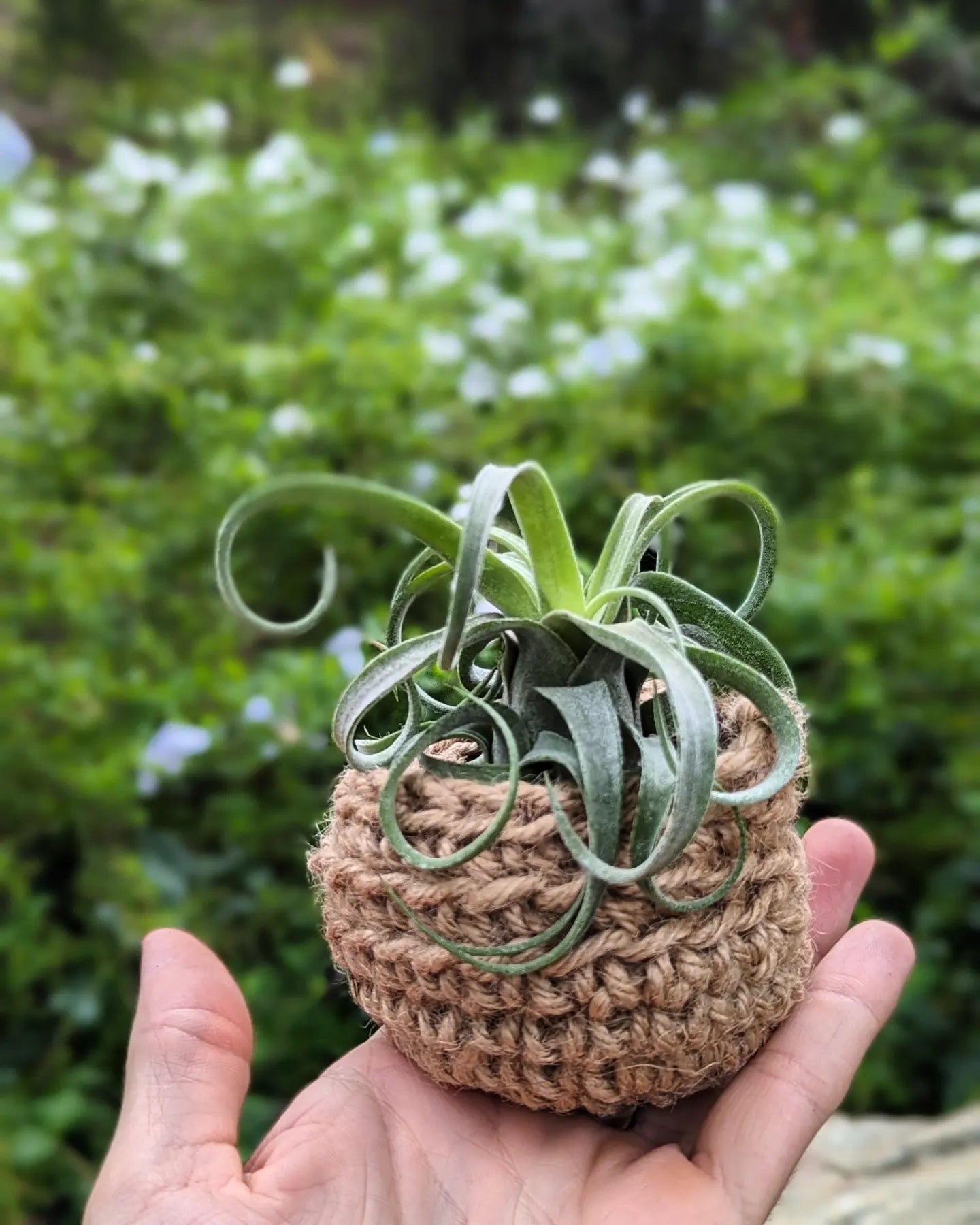 Tillandsia Streptophylla