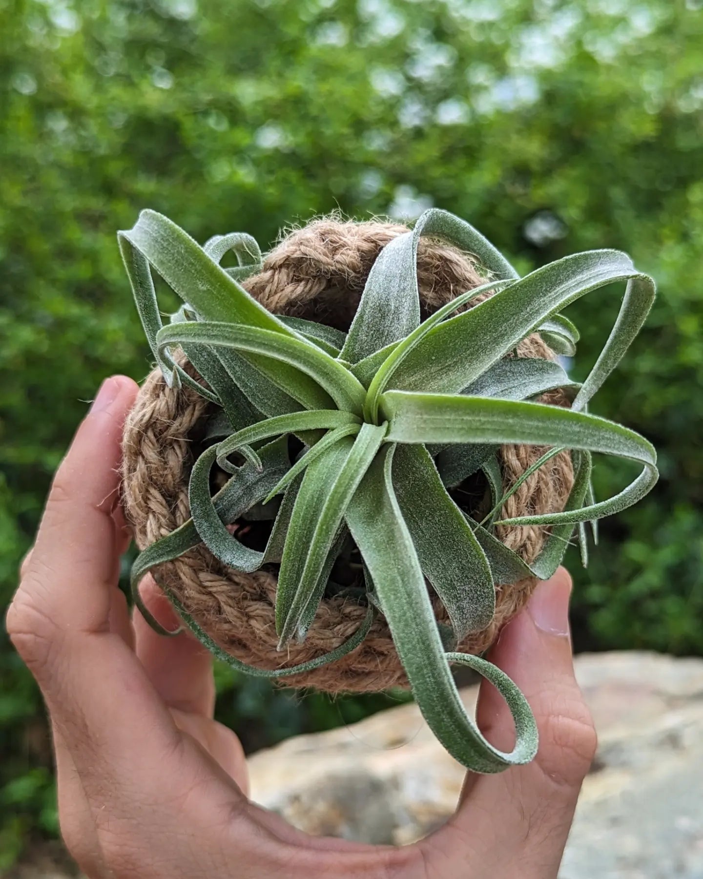 Tillandsia Streptophylla