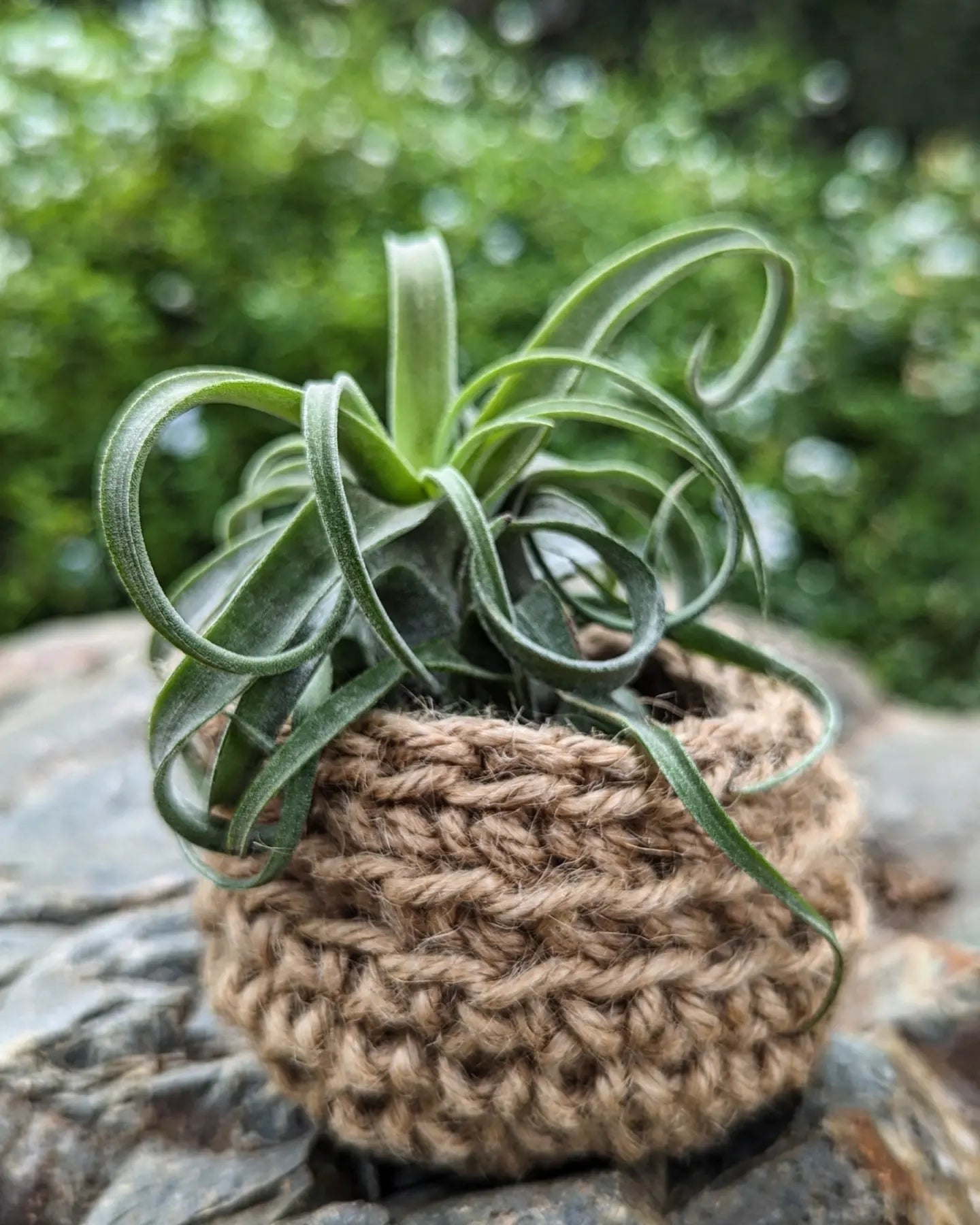 Tillandsia Streptophylla