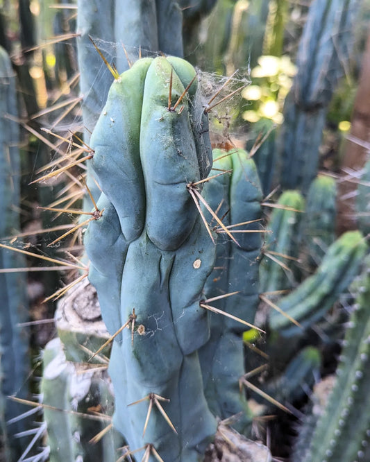 Foolsbreath Bridgesii