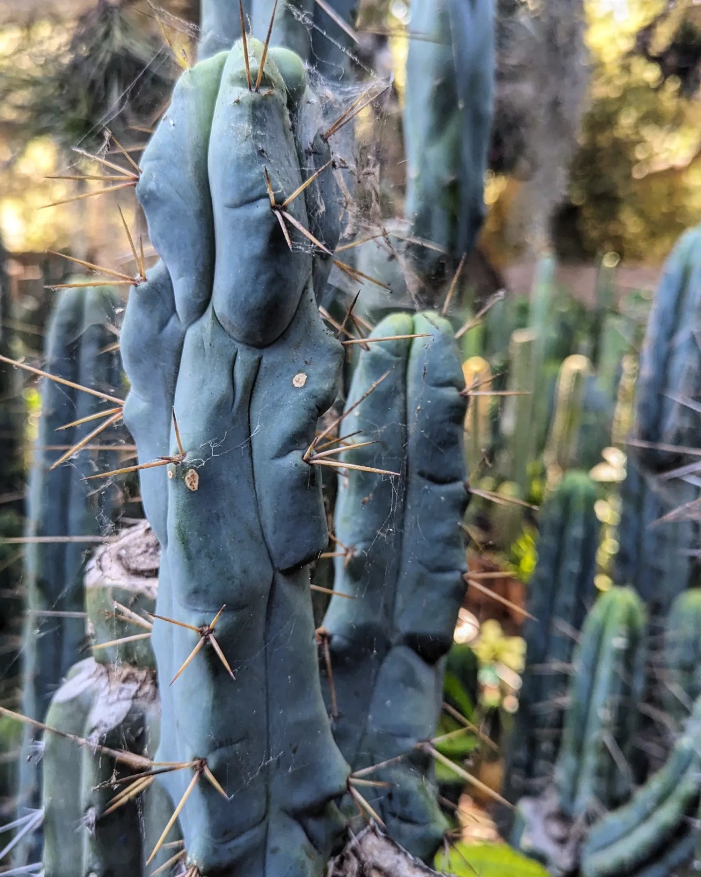 Foolsbreath Bridgesii