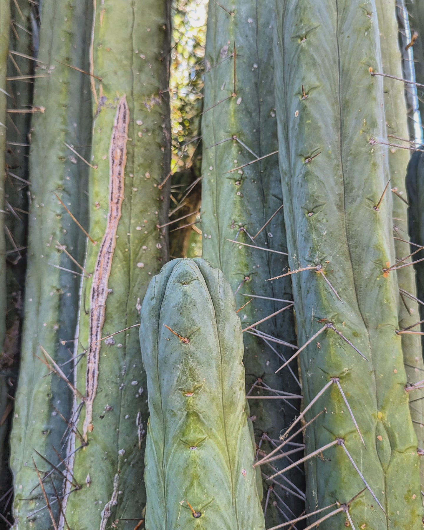 Trichocereus Huanucoensis "L5411"