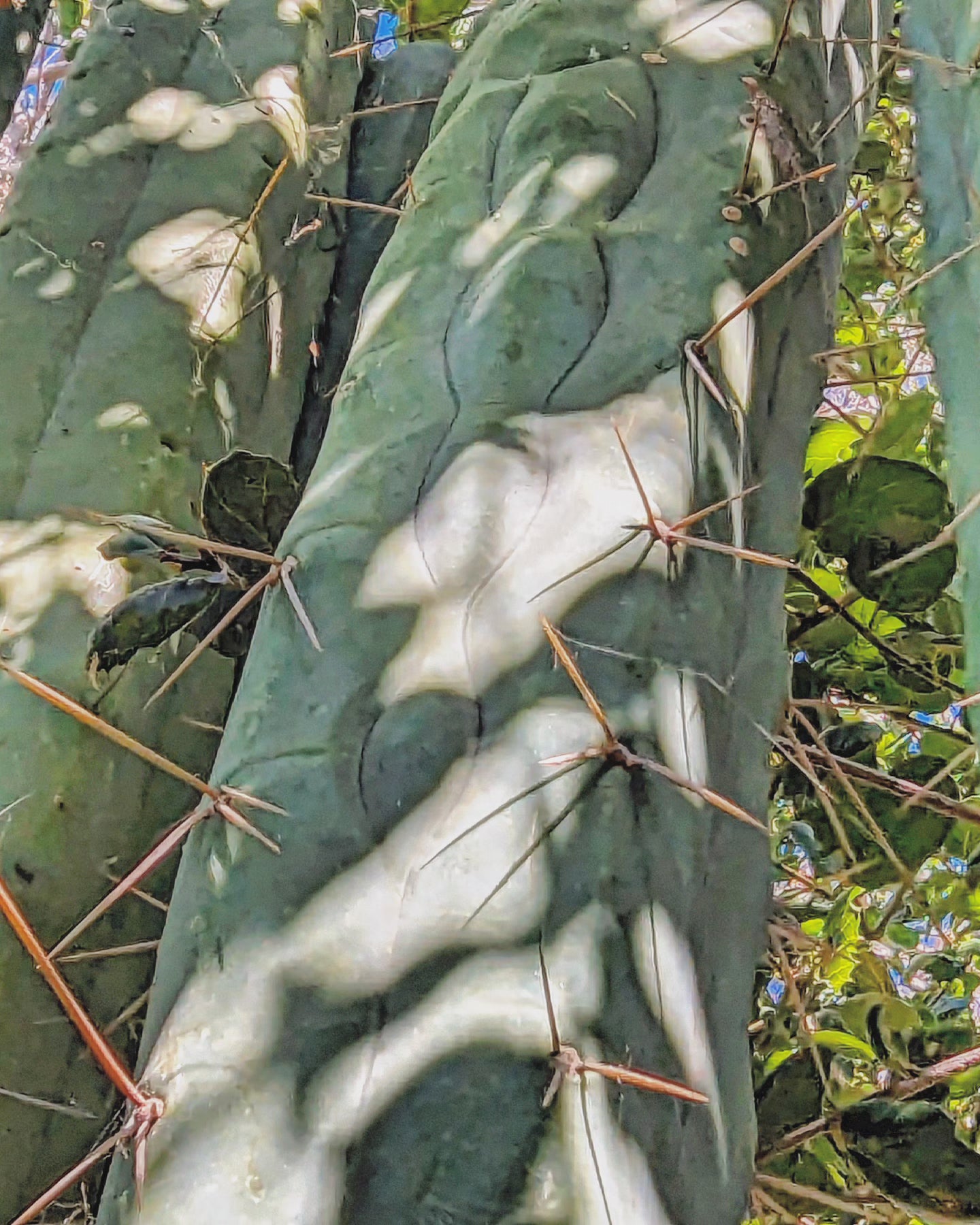 Trichocereus Huanucoensis "L5411"