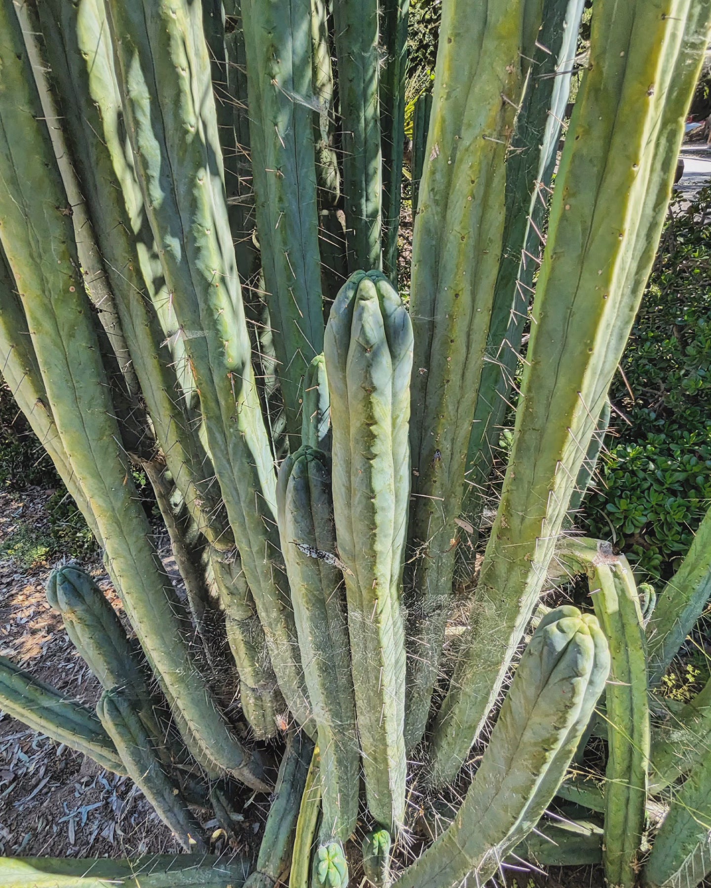 Trichocereus Huanucoensis "L5411"