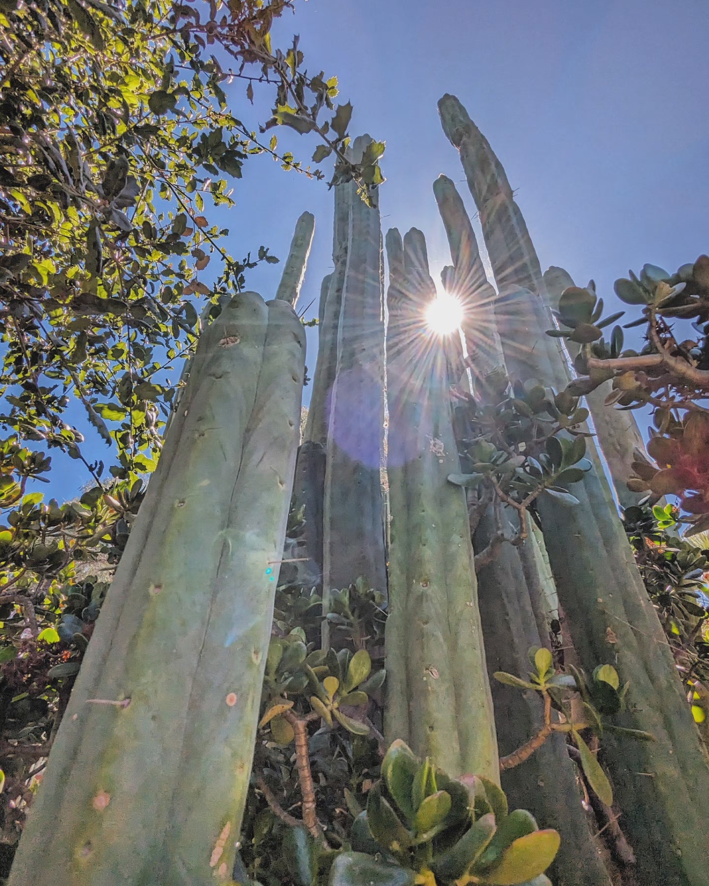 Trichocereus Huanucoensis "L5411"