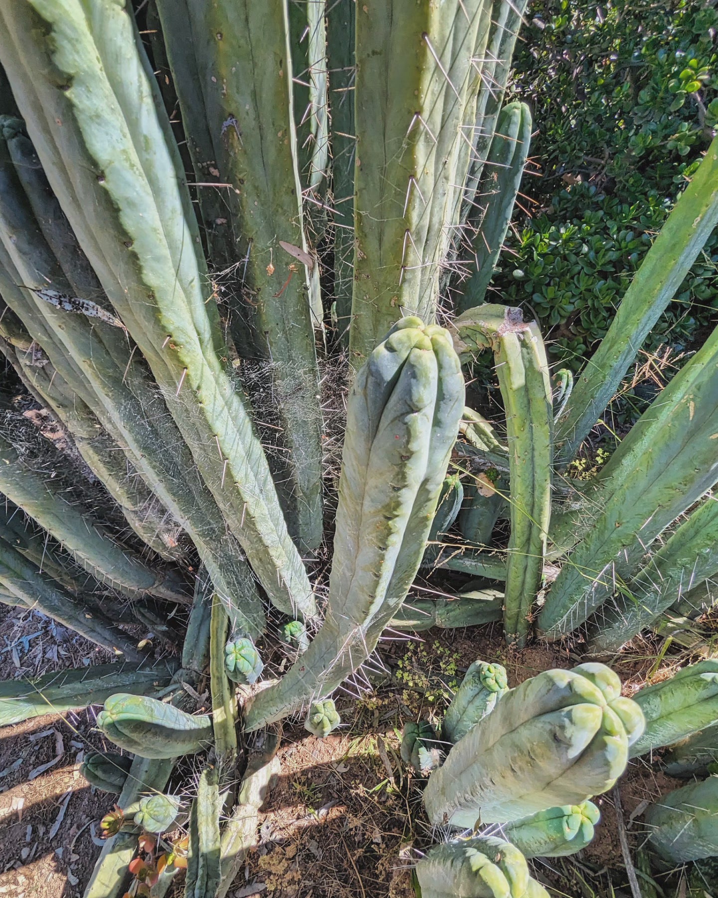 Trichocereus Huanucoensis "L5411"