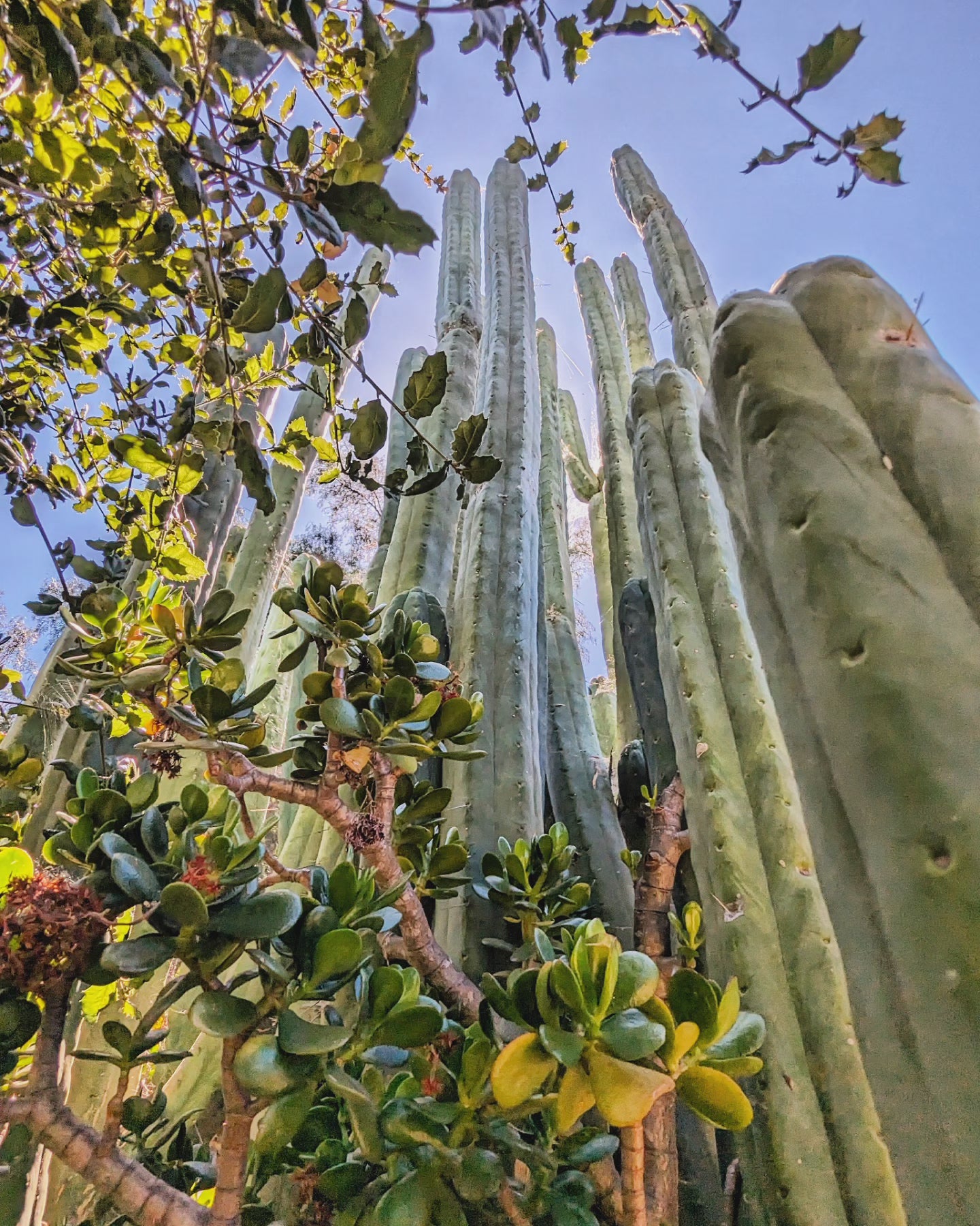 Trichocereus Huanucoensis "L5411"