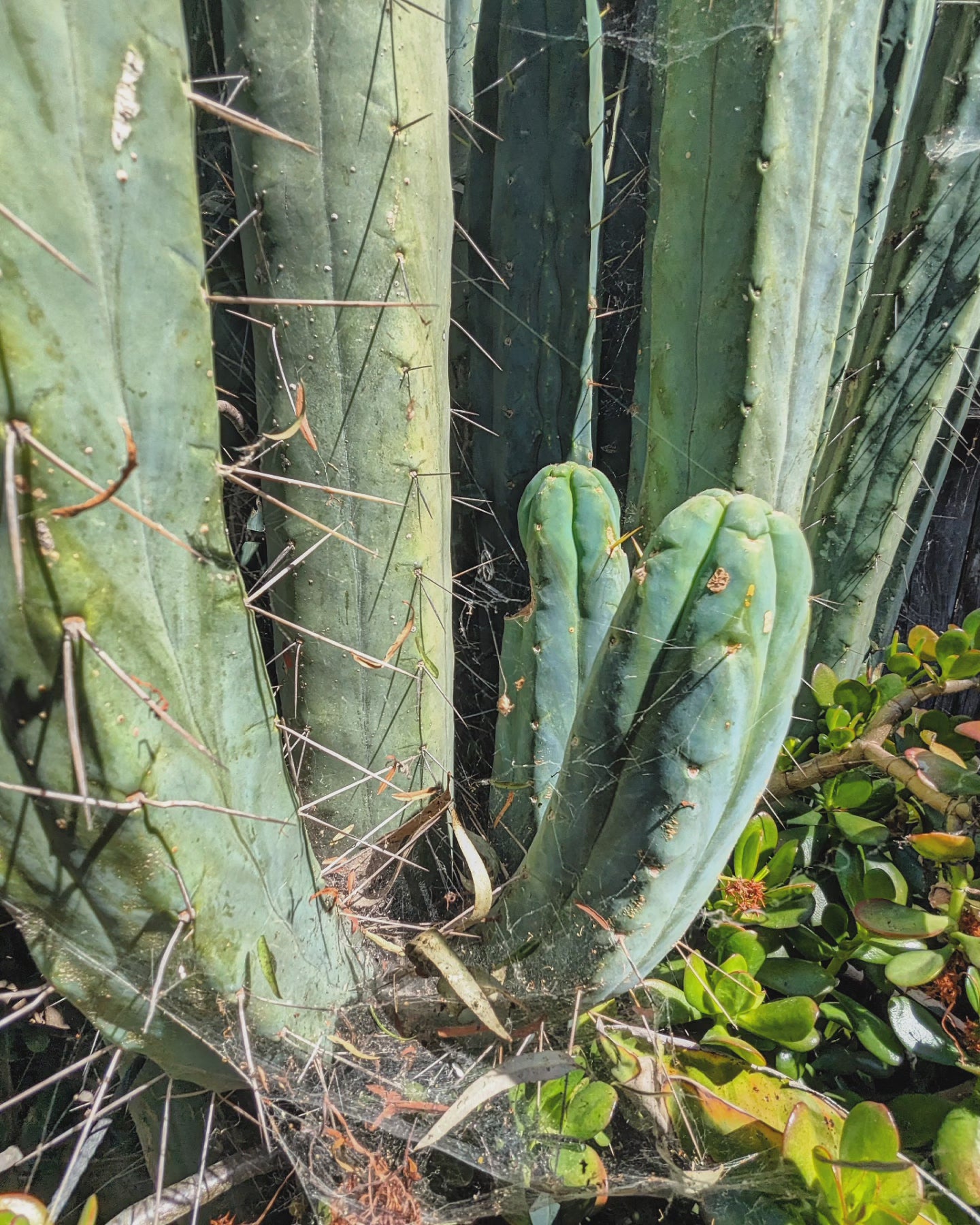 Trichocereus Huanucoensis 