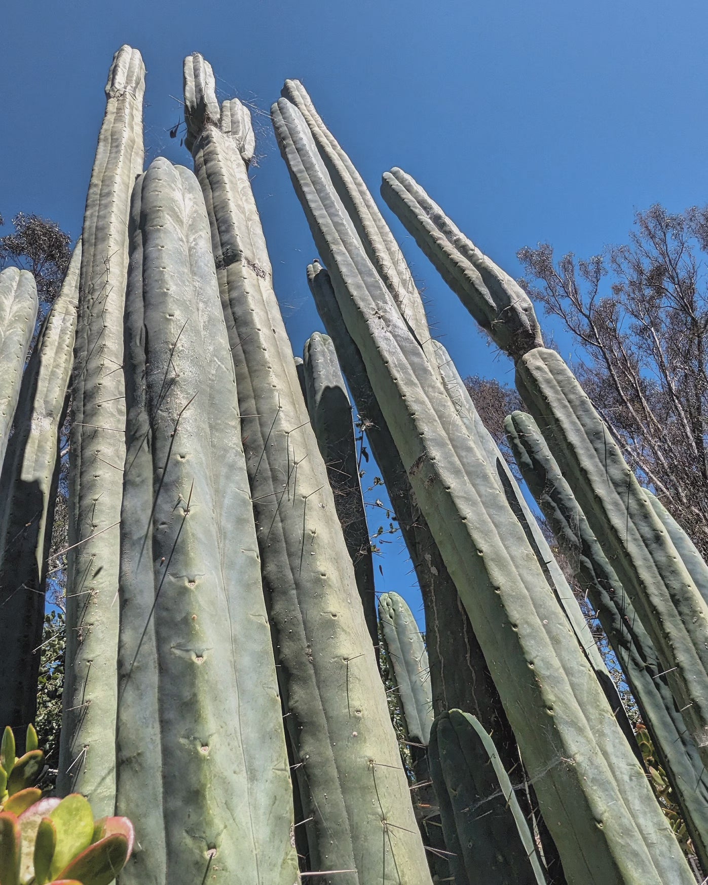 Trichocereus Huanucoensis "L5411"