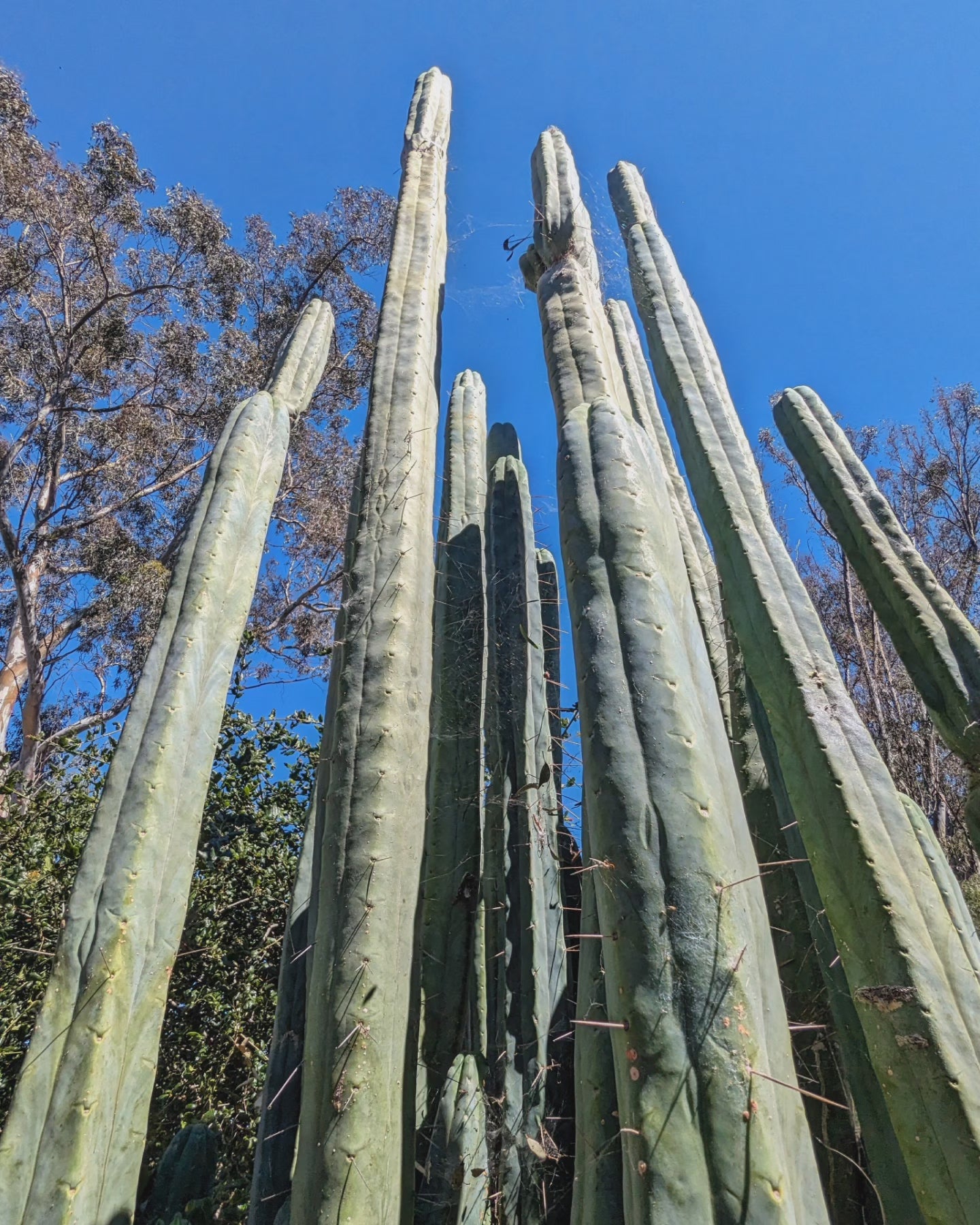 Trichocereus Huanucoensis "L5411"