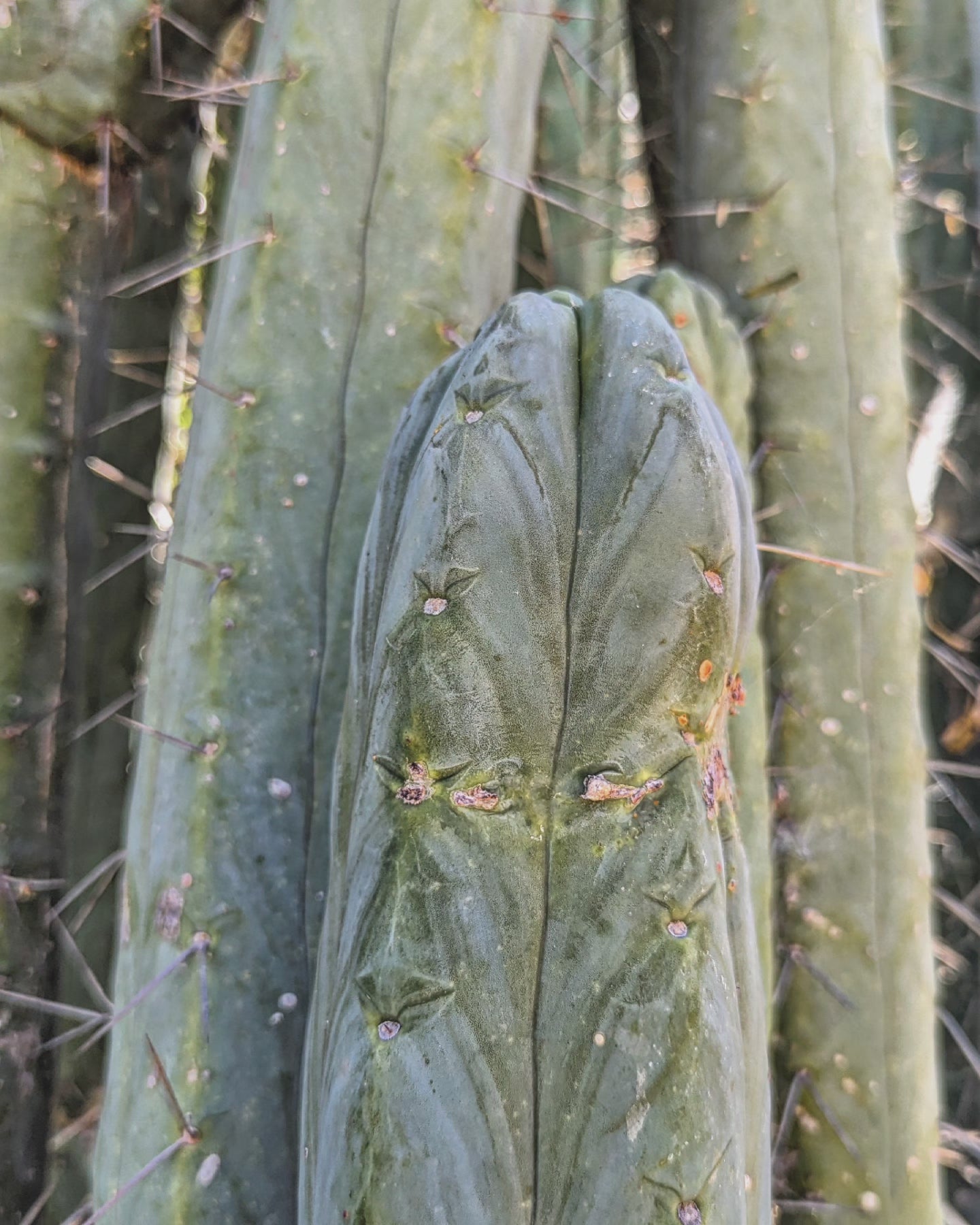 Trichocereus Huanucoensis "L5411"