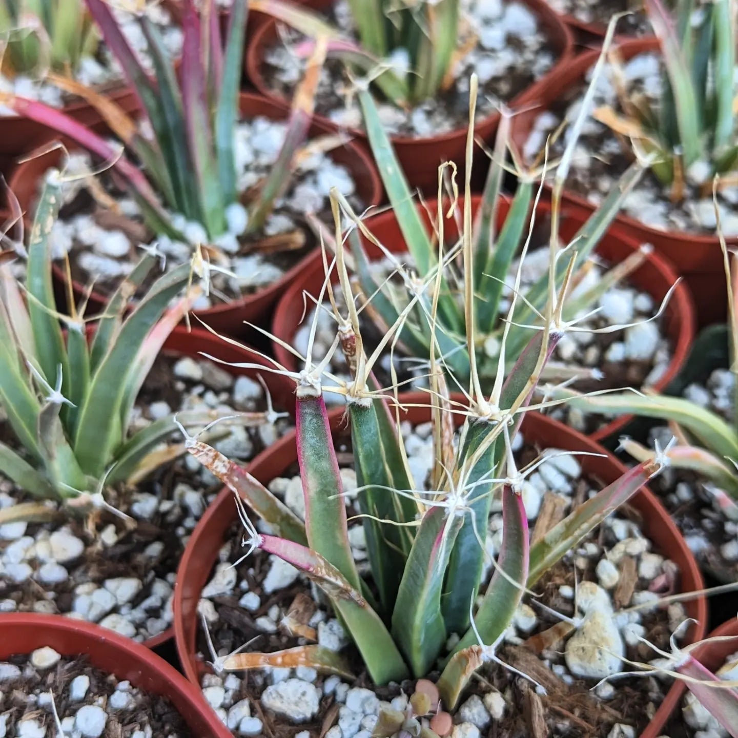 Leuchenbergia Principis