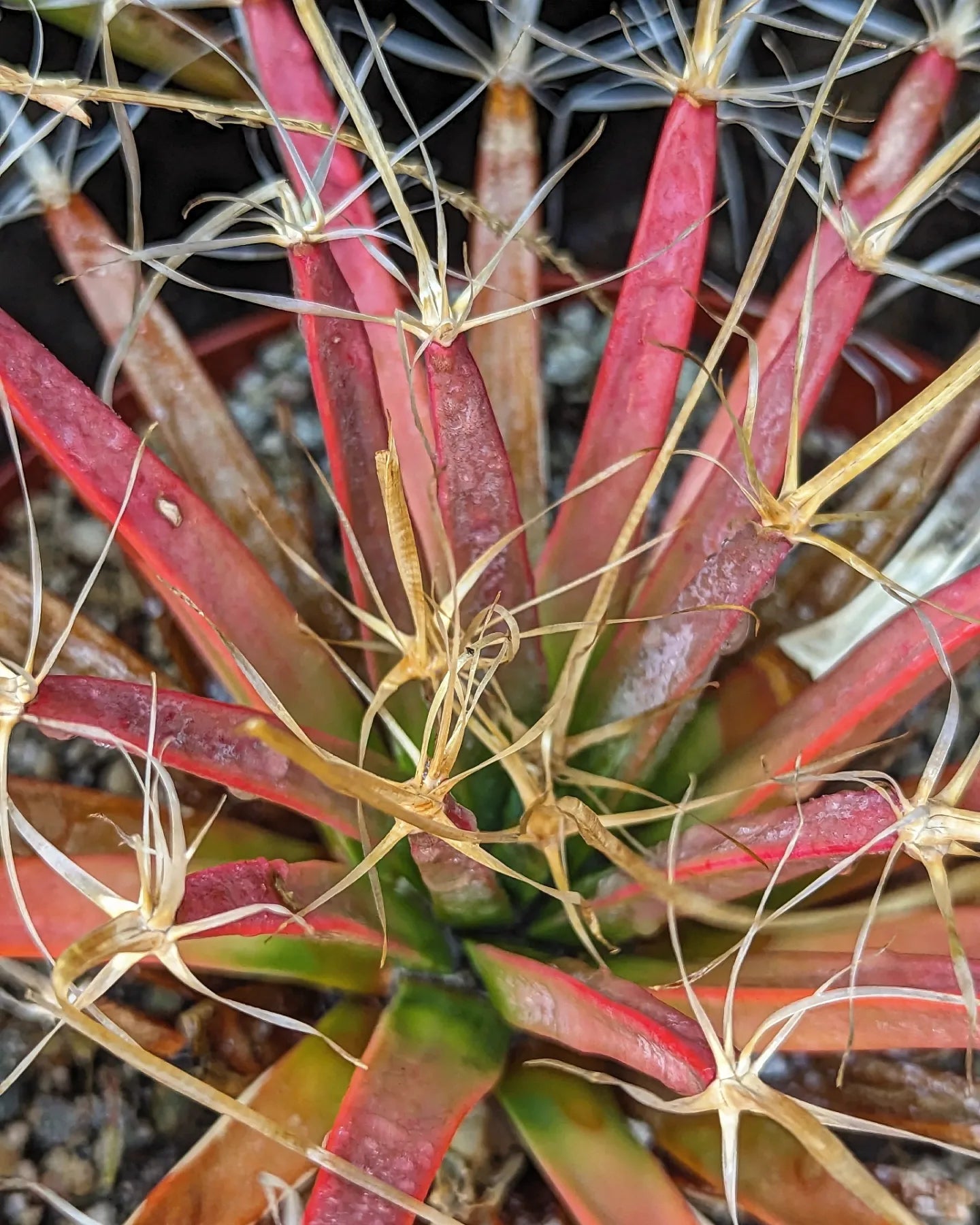 Leuchenbergia Principis