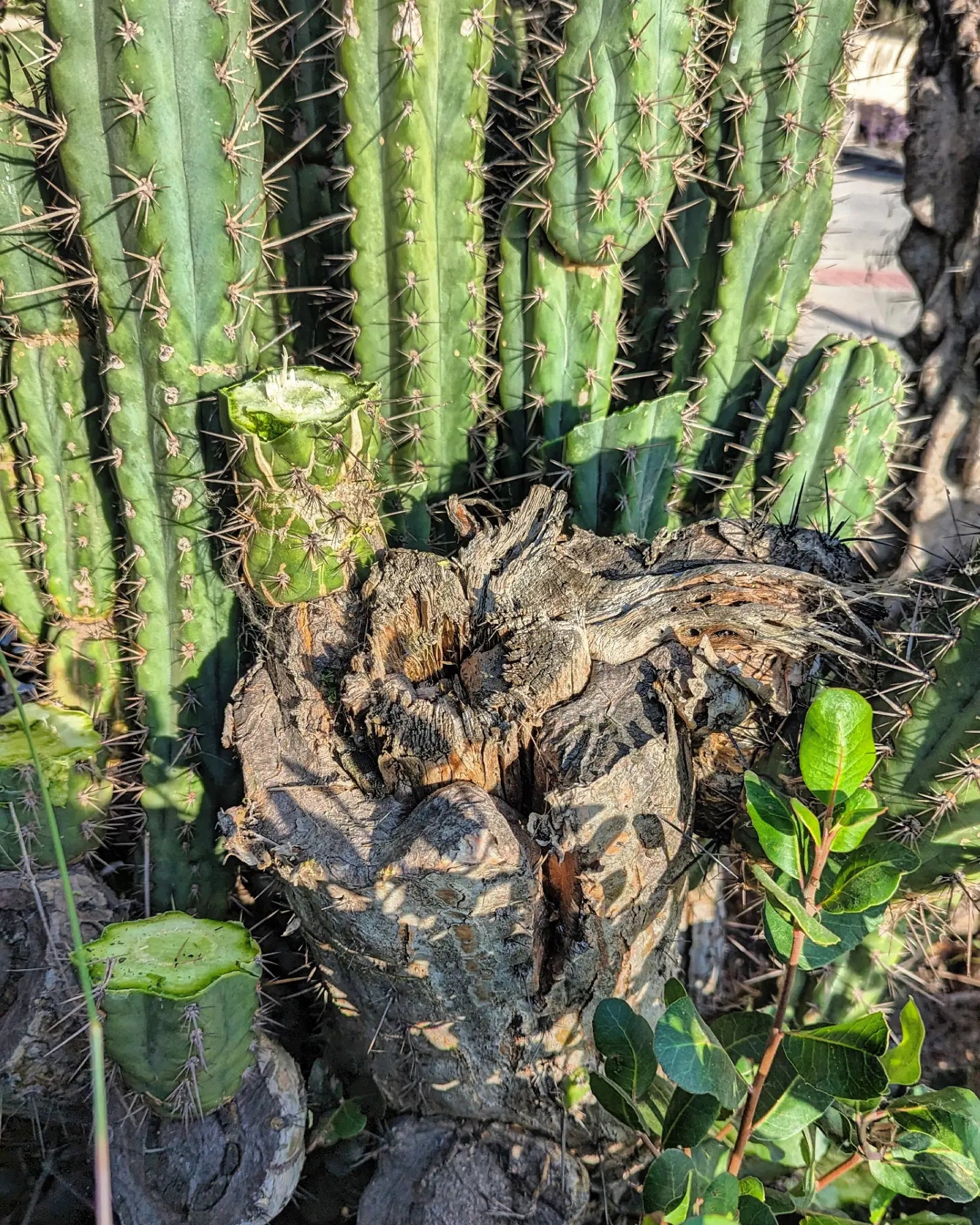 Trichocereus Knuthiana