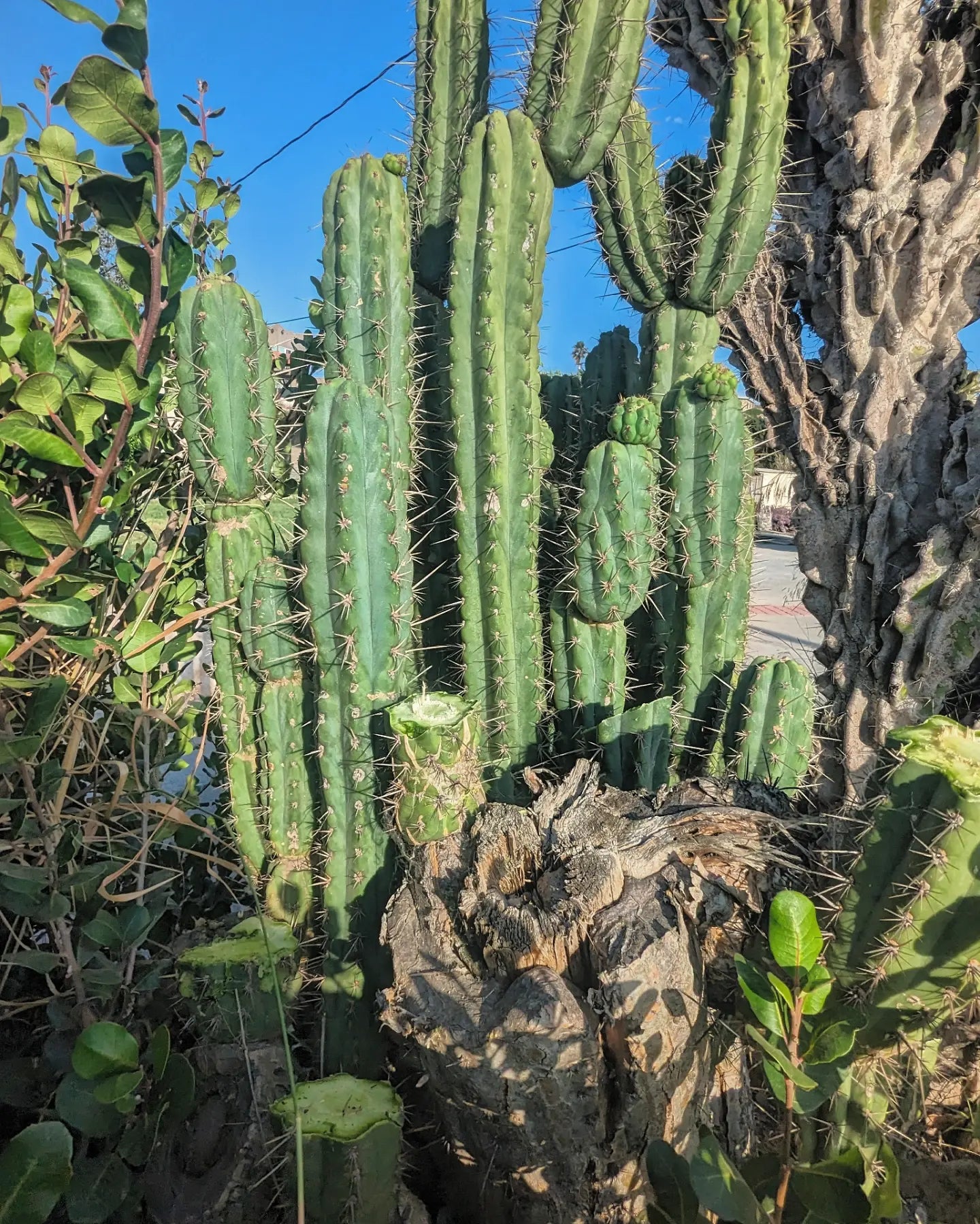 Trichocereus Knuthiana