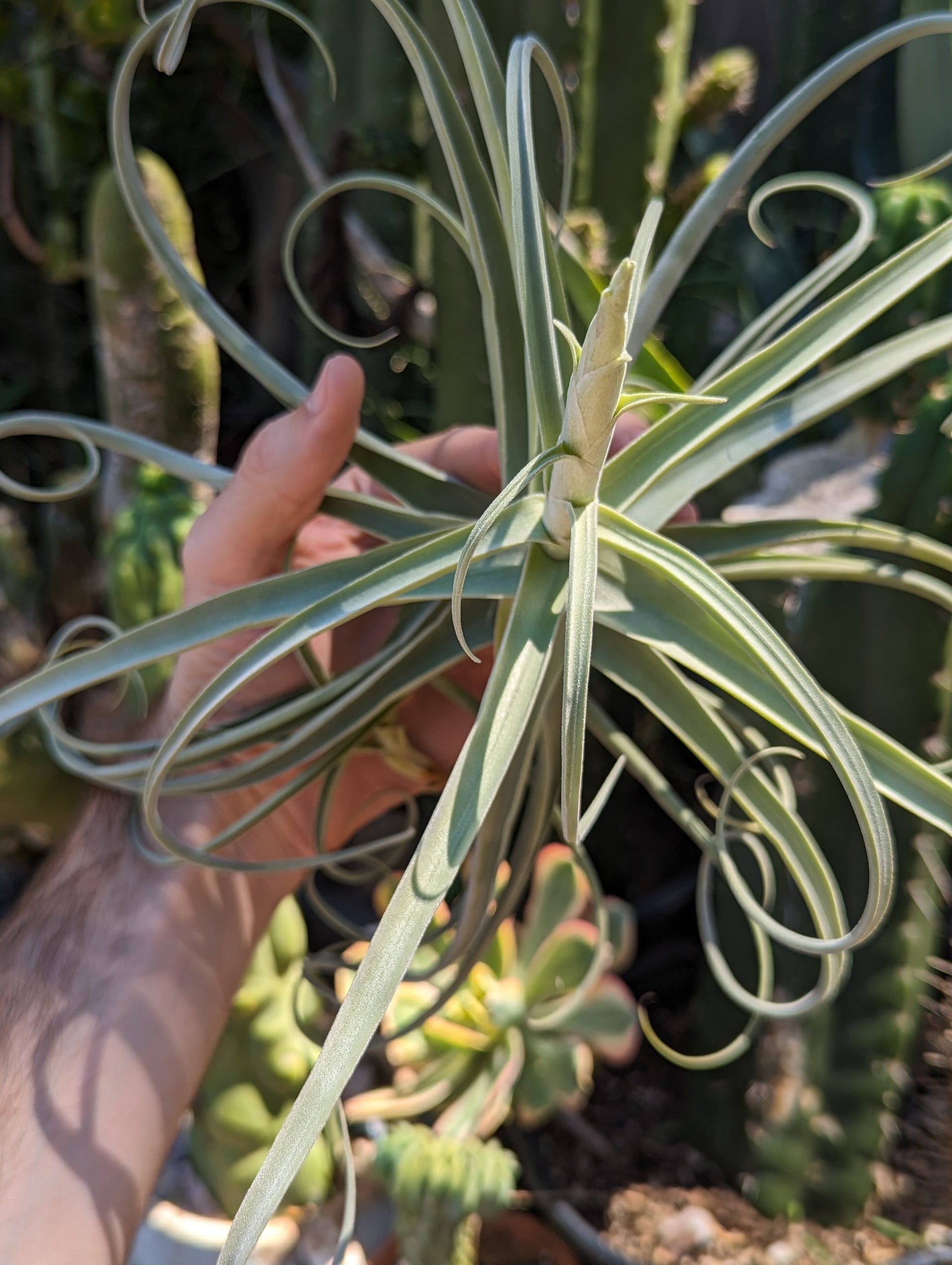 duratii air plant Tillandsia Duratii – Third Eye Forest