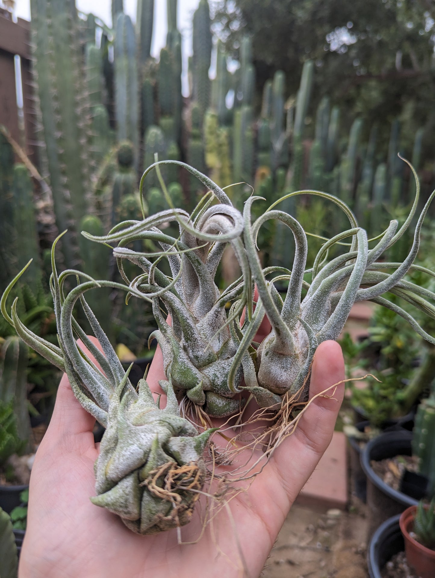 Tillandsia Seleriana