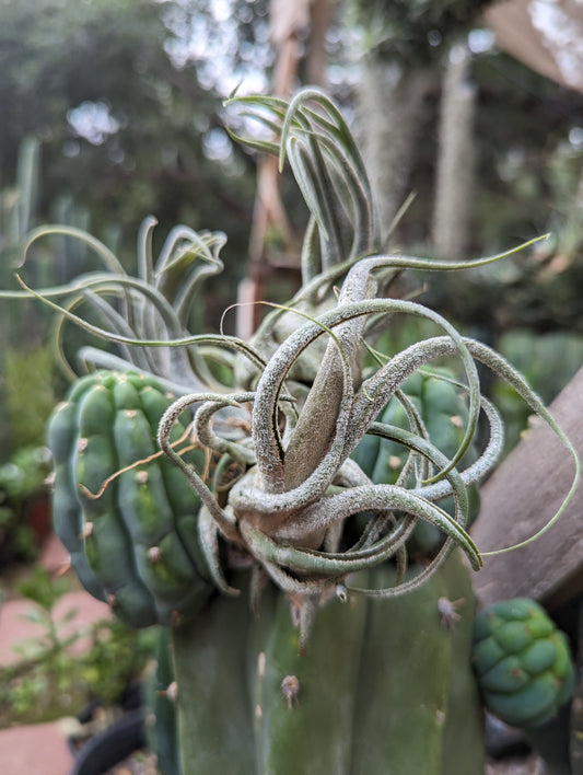 Tillandsia Seleriana