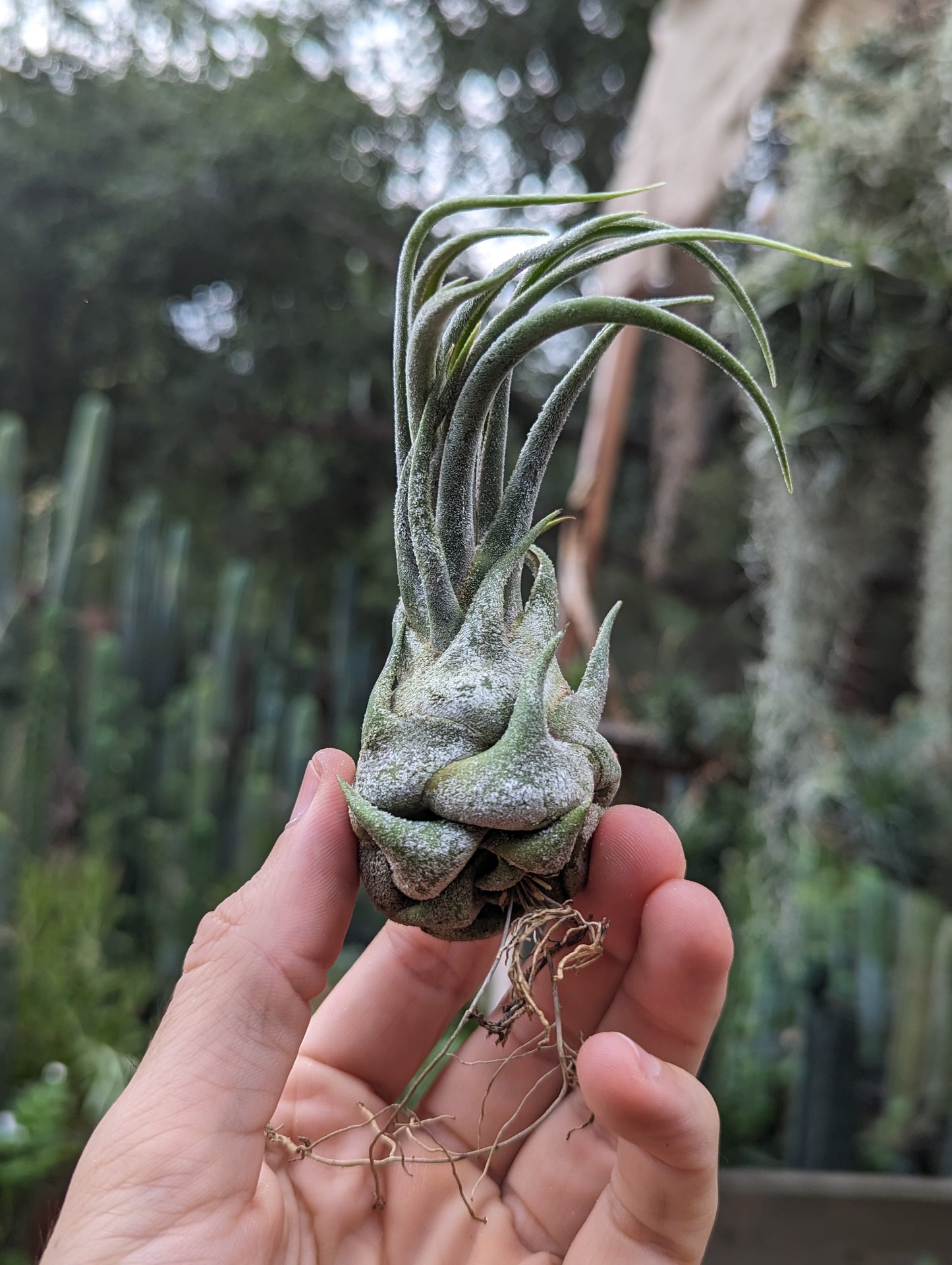 Tillandsia Seleriana