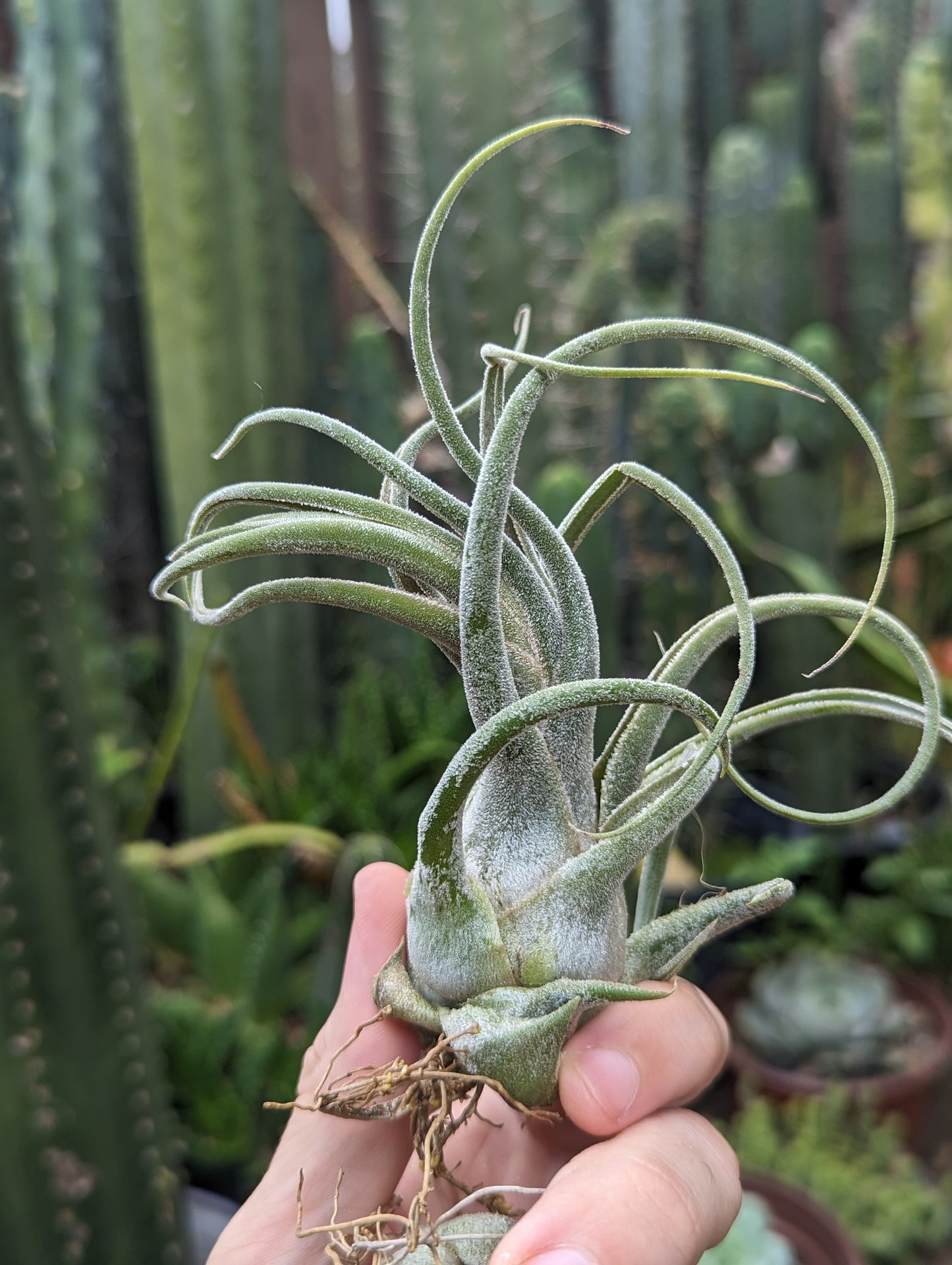 Tillandsia Seleriana