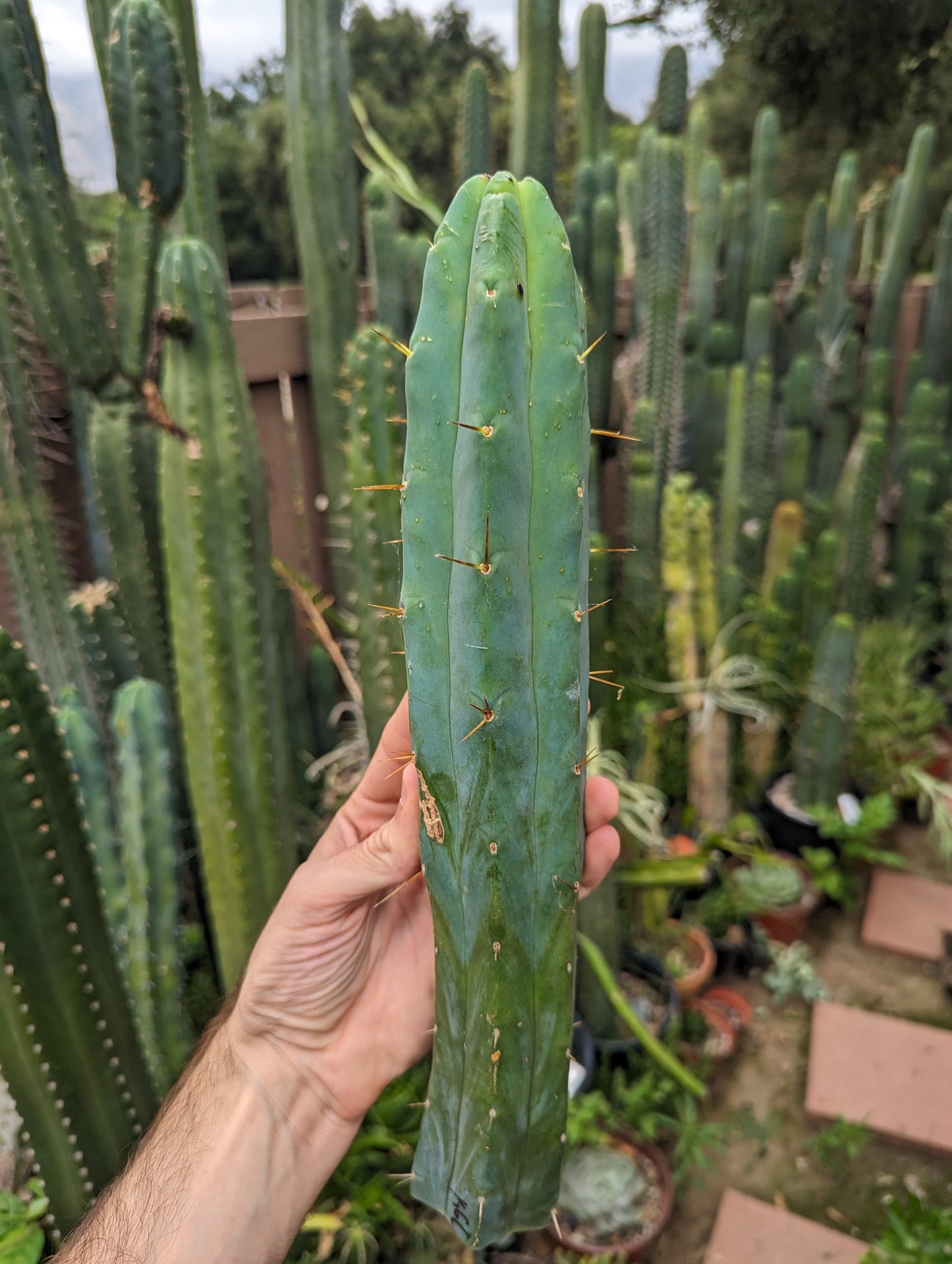 K.G.C. "Killer Green Cactus" Bridgesii