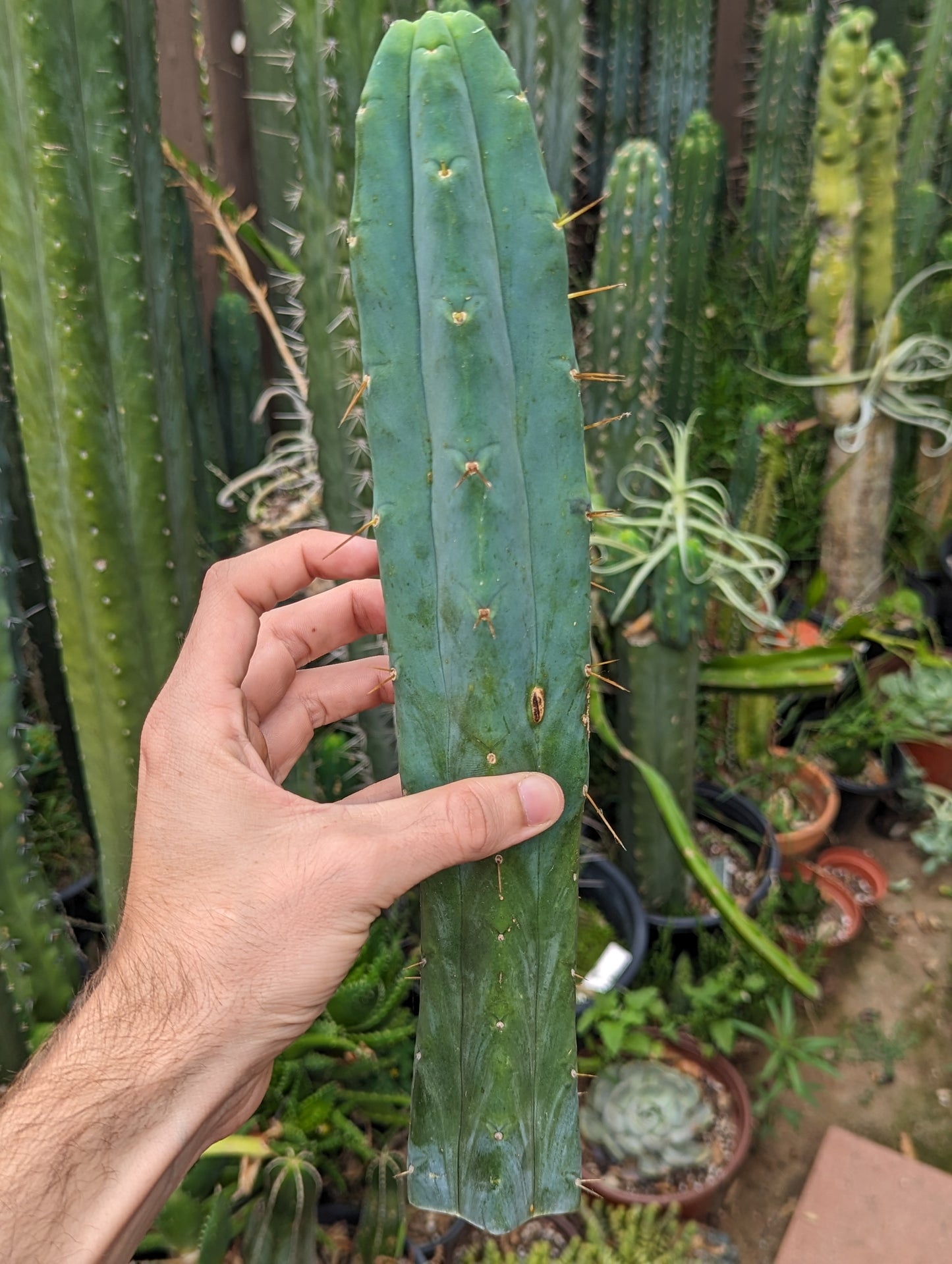 K.G.C. "Killer Green Cactus" Bridgesii