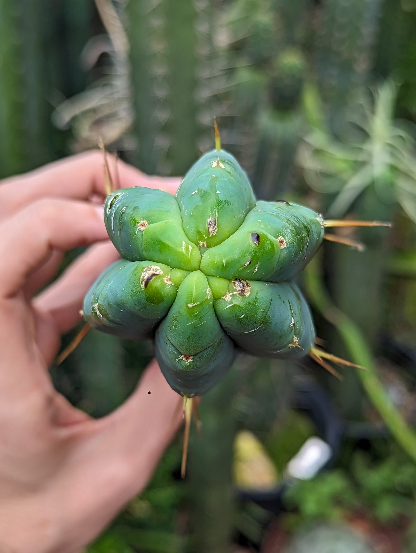 K.G.C. "Killer Green Cactus" Bridgesii