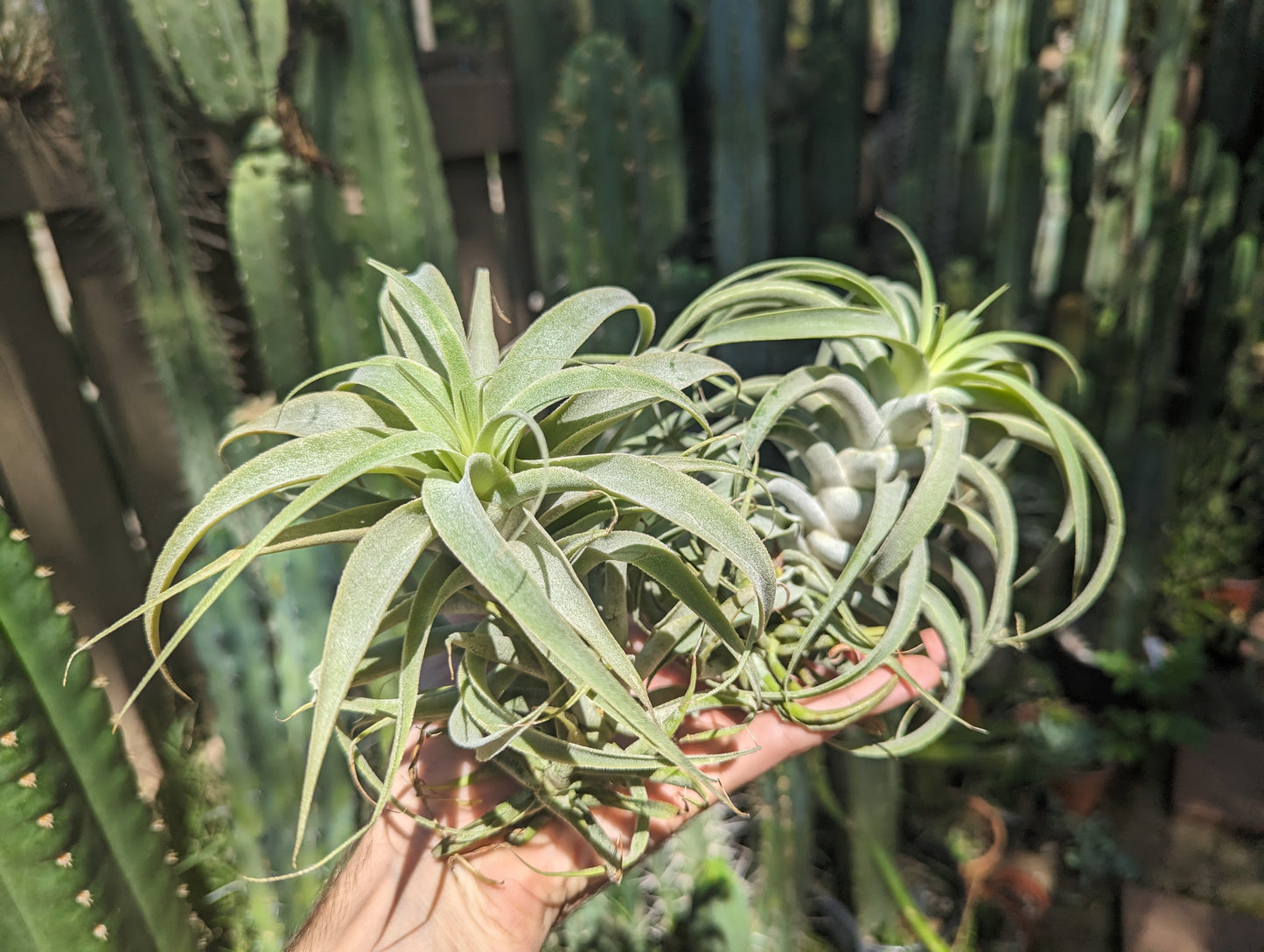 Tillandsia Cacticola