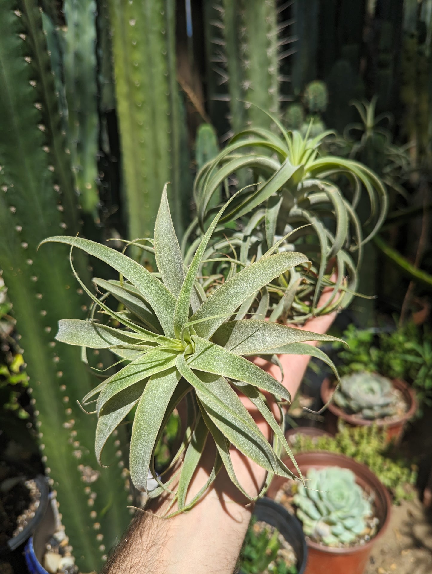 Tillandsia Cacticola