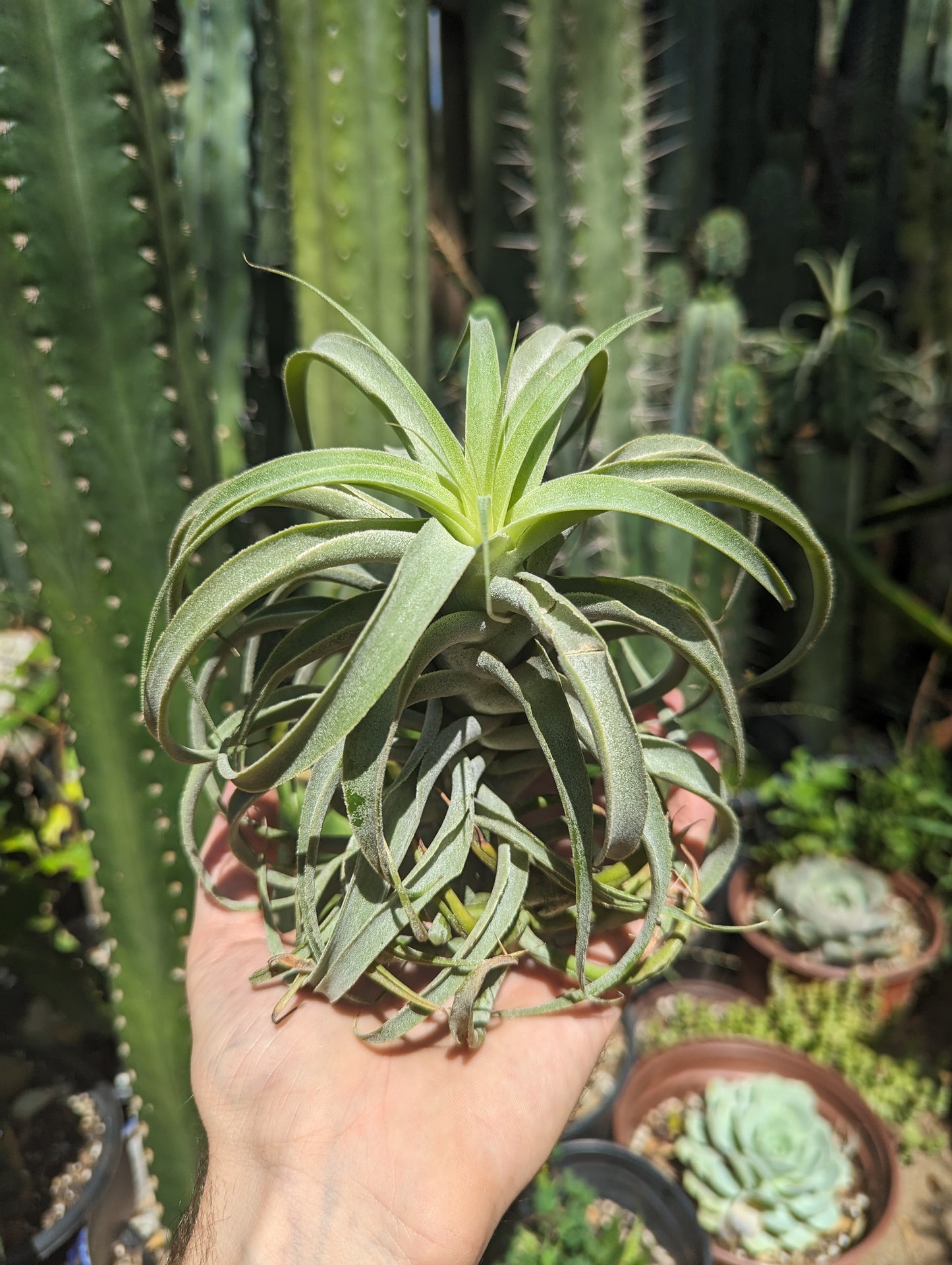 Tillandsia Cacticola