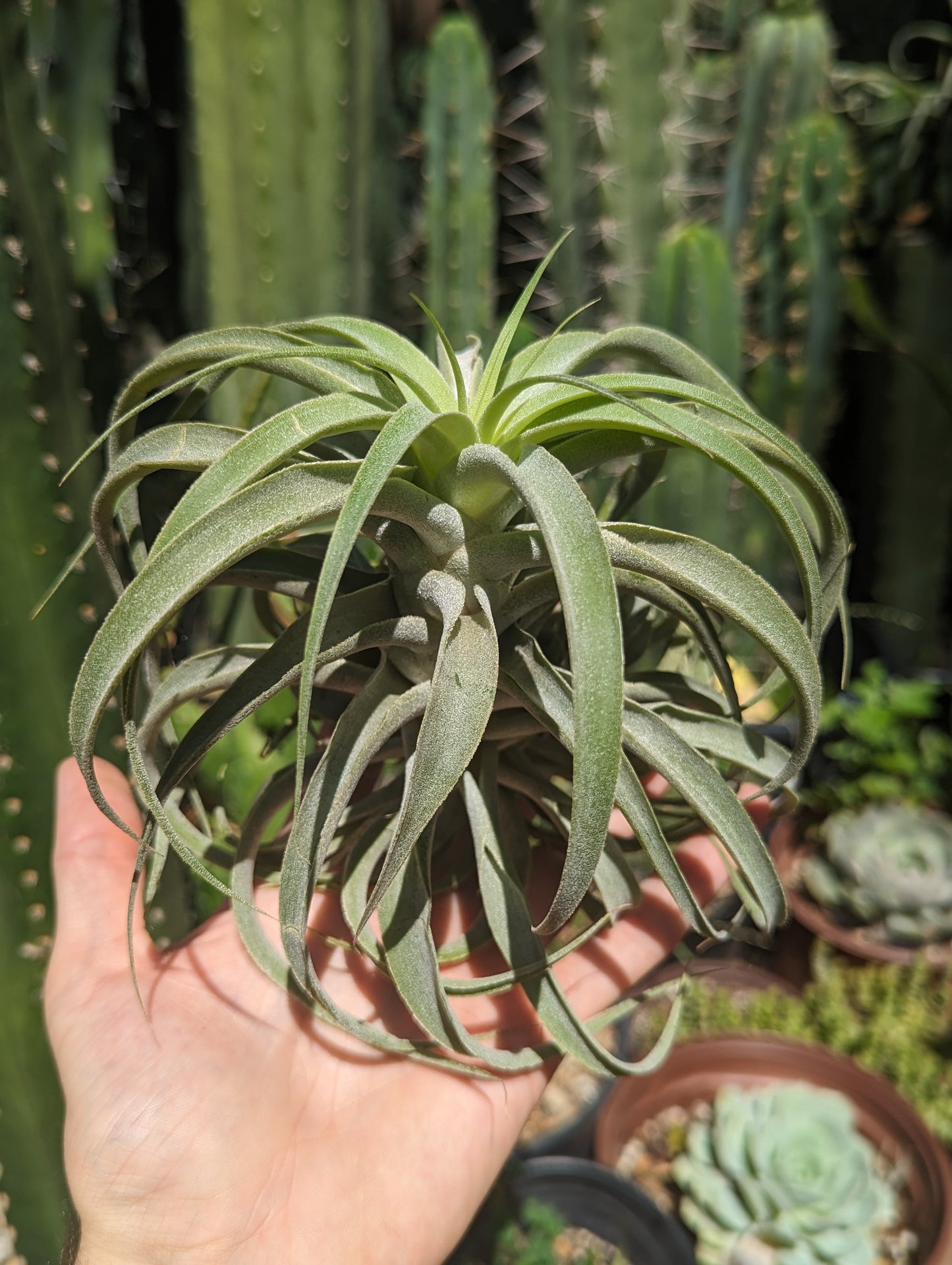 Tillandsia Cacticola