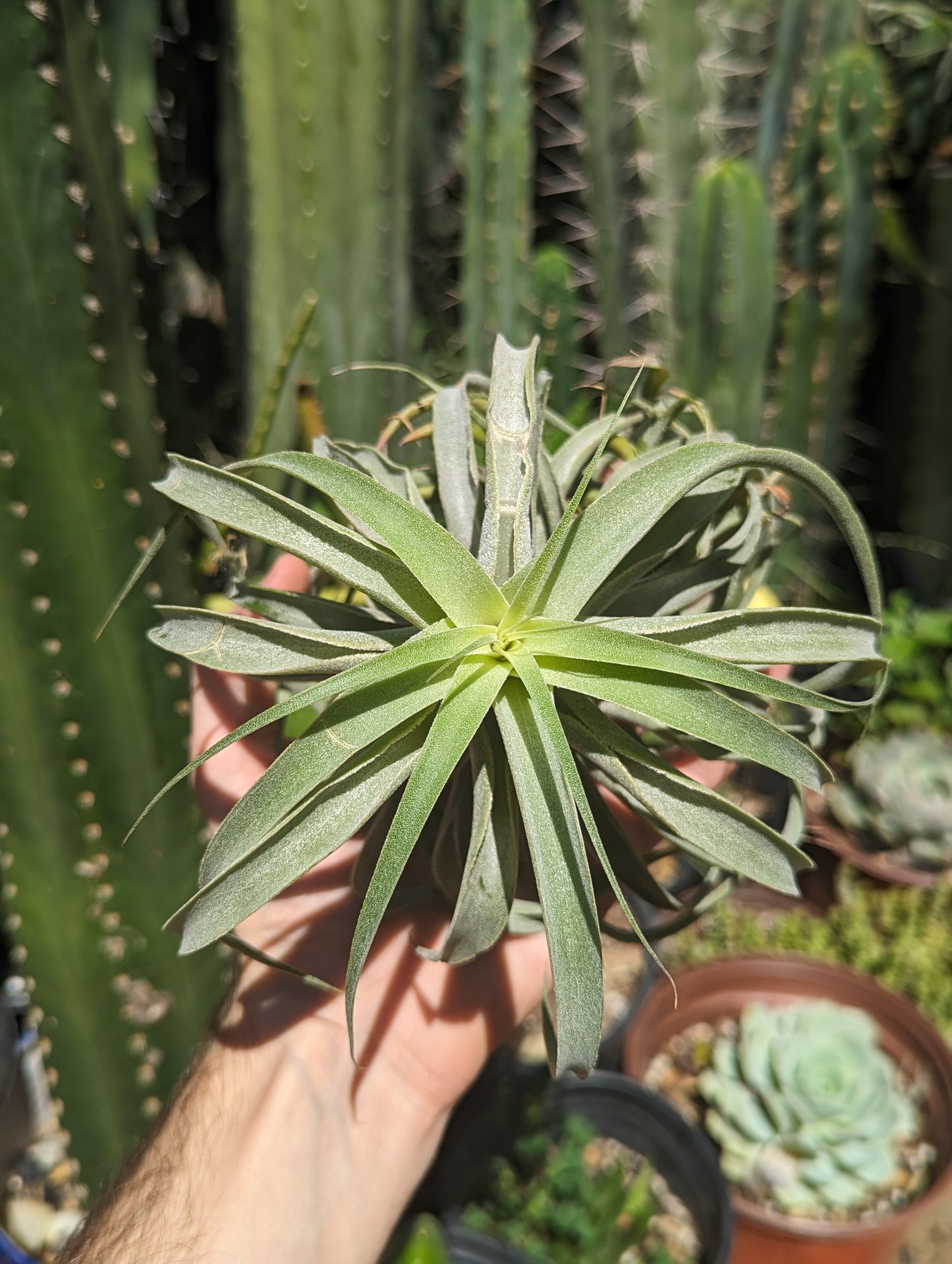 Tillandsia Cacticola