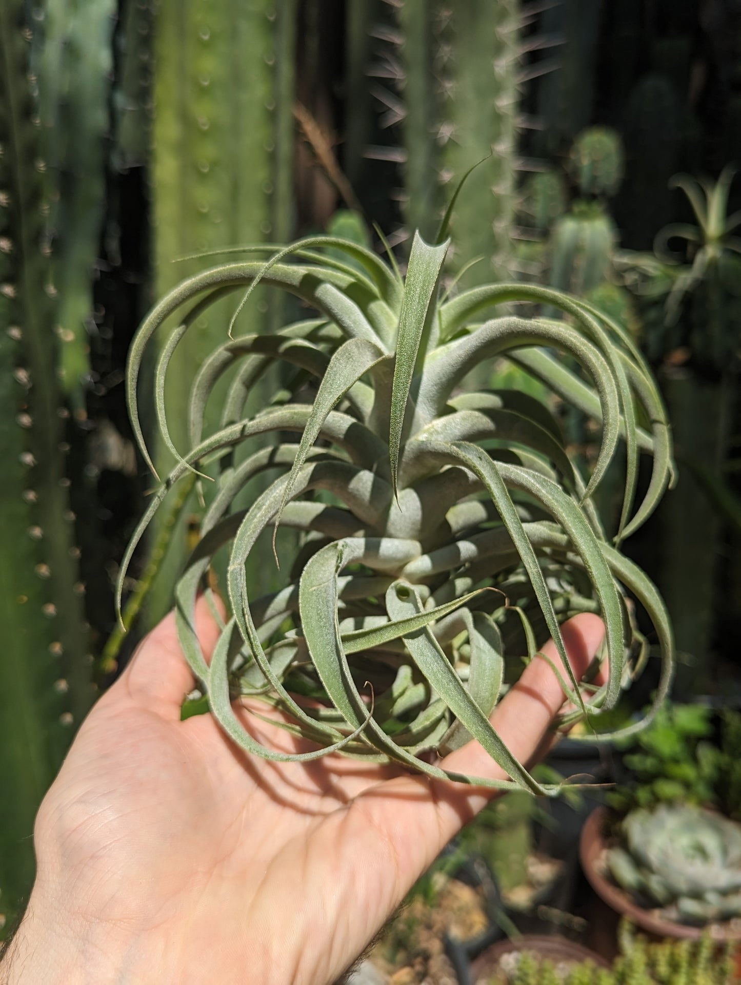 Tillandsia Cacticola