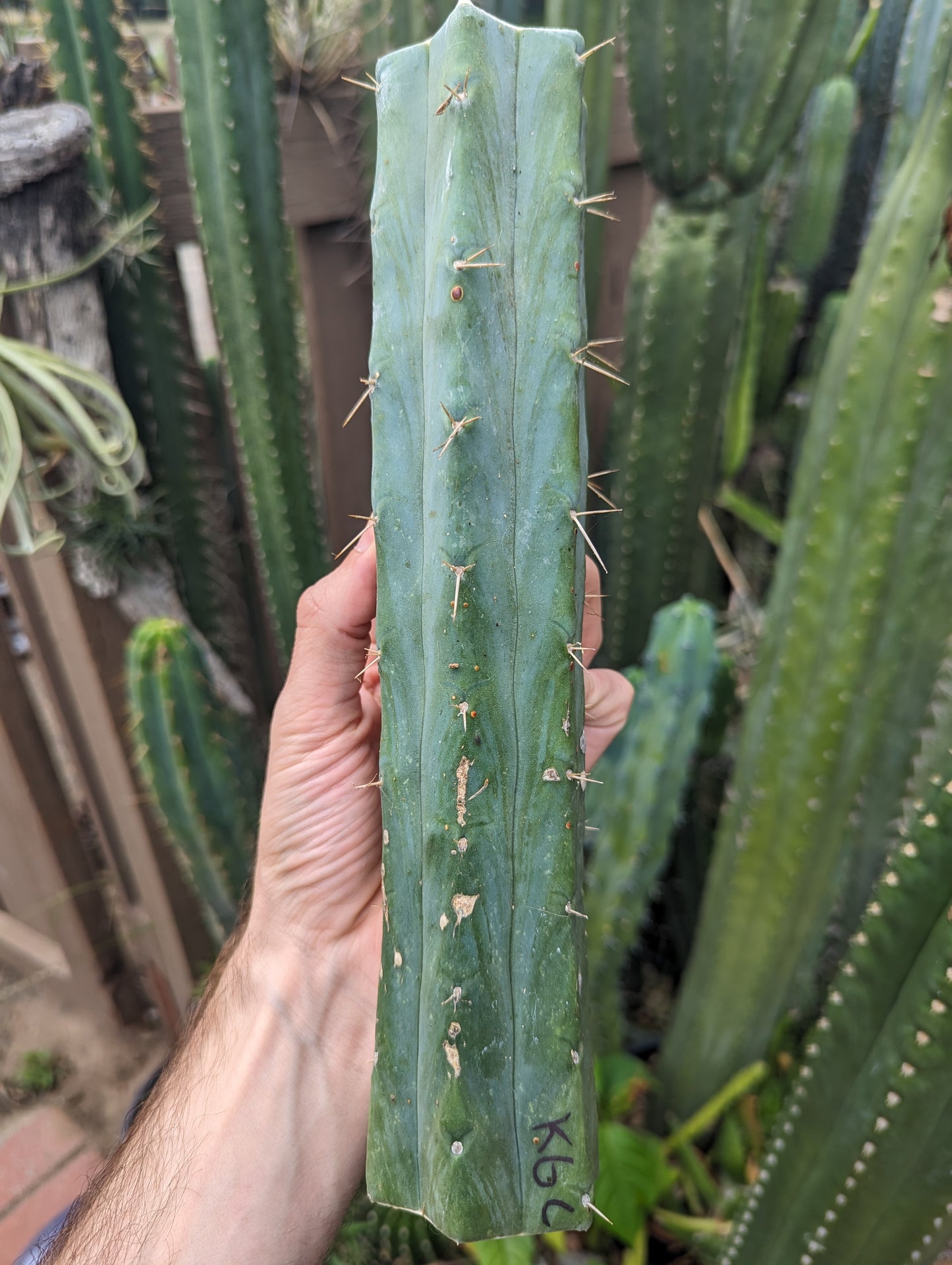 K.G.C. "Killer Green Cactus" Bridgesii