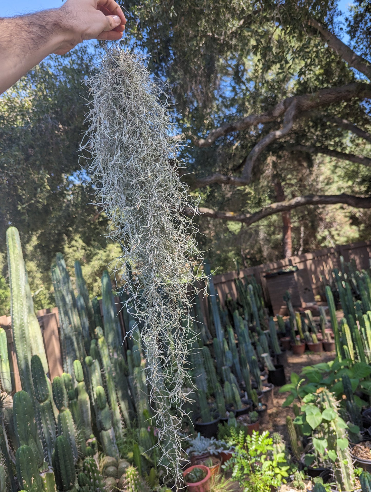 Spanish Moss - Tillandsia Usenoides