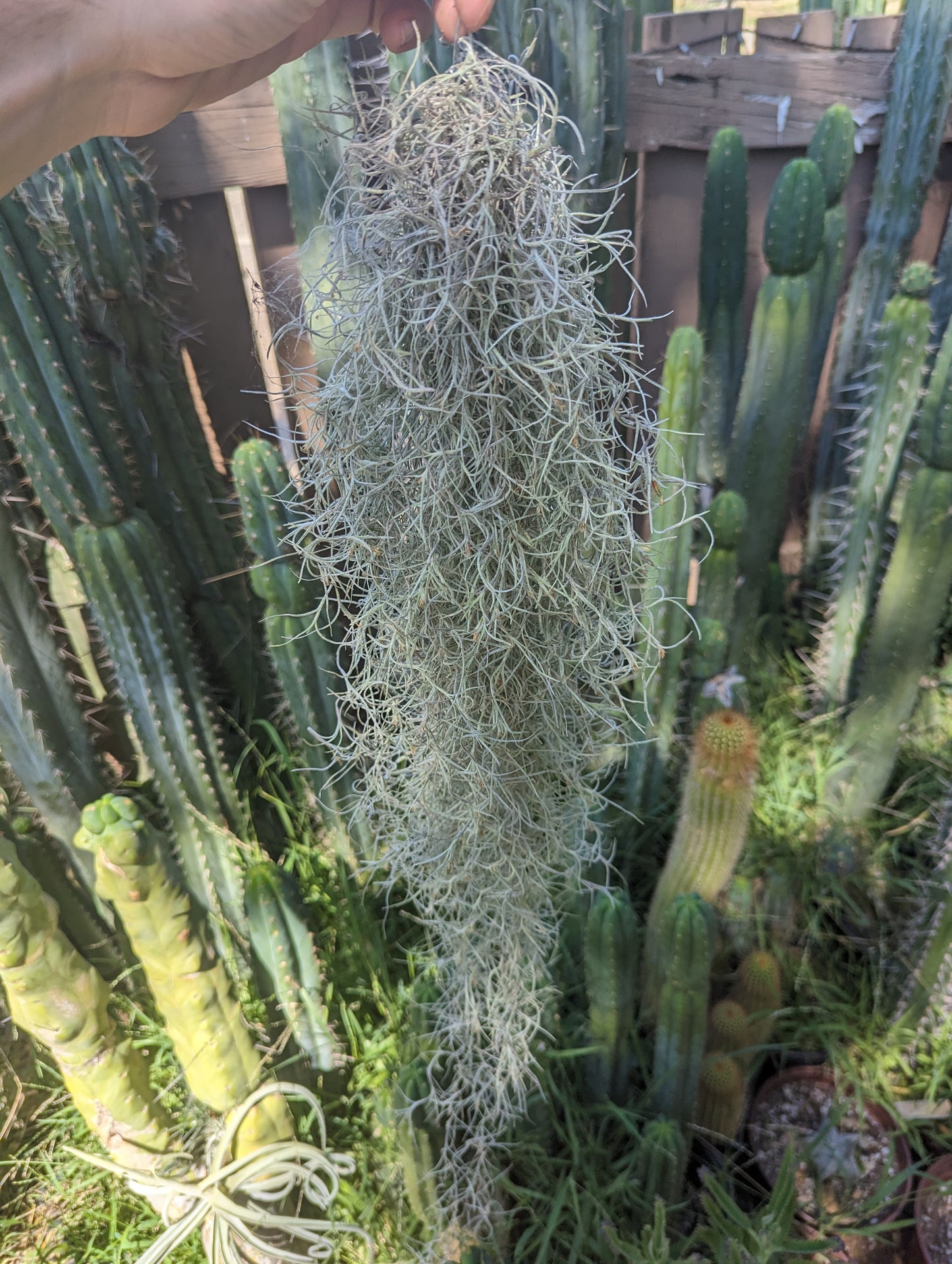 Spanish Moss - Tillandsia Usenoides