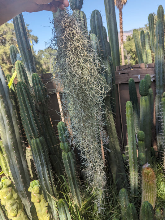 Spanish Moss - Tillandsia Usenoides