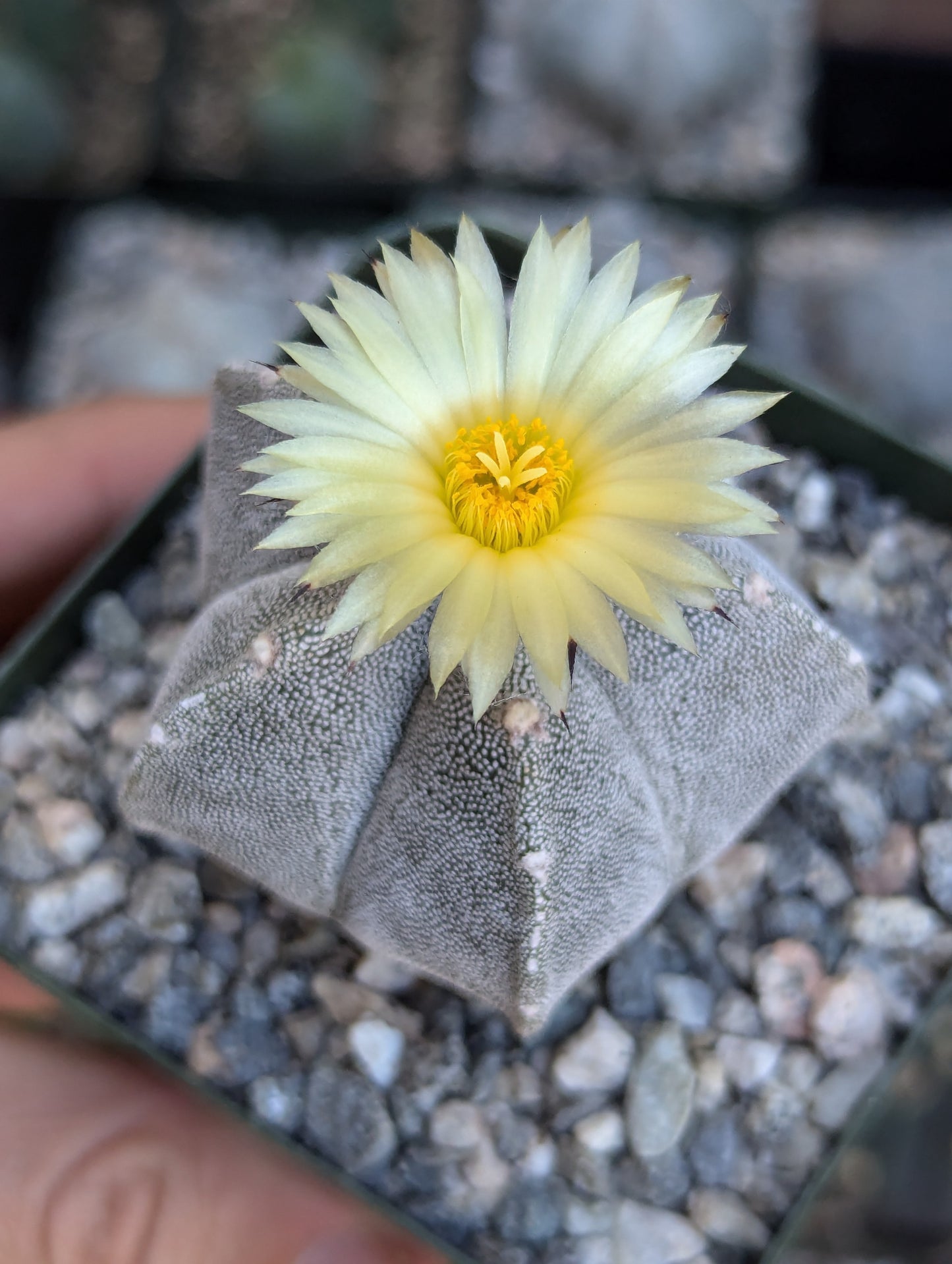 Bishop's Cap Cactus - Astrophytum Myriostigma