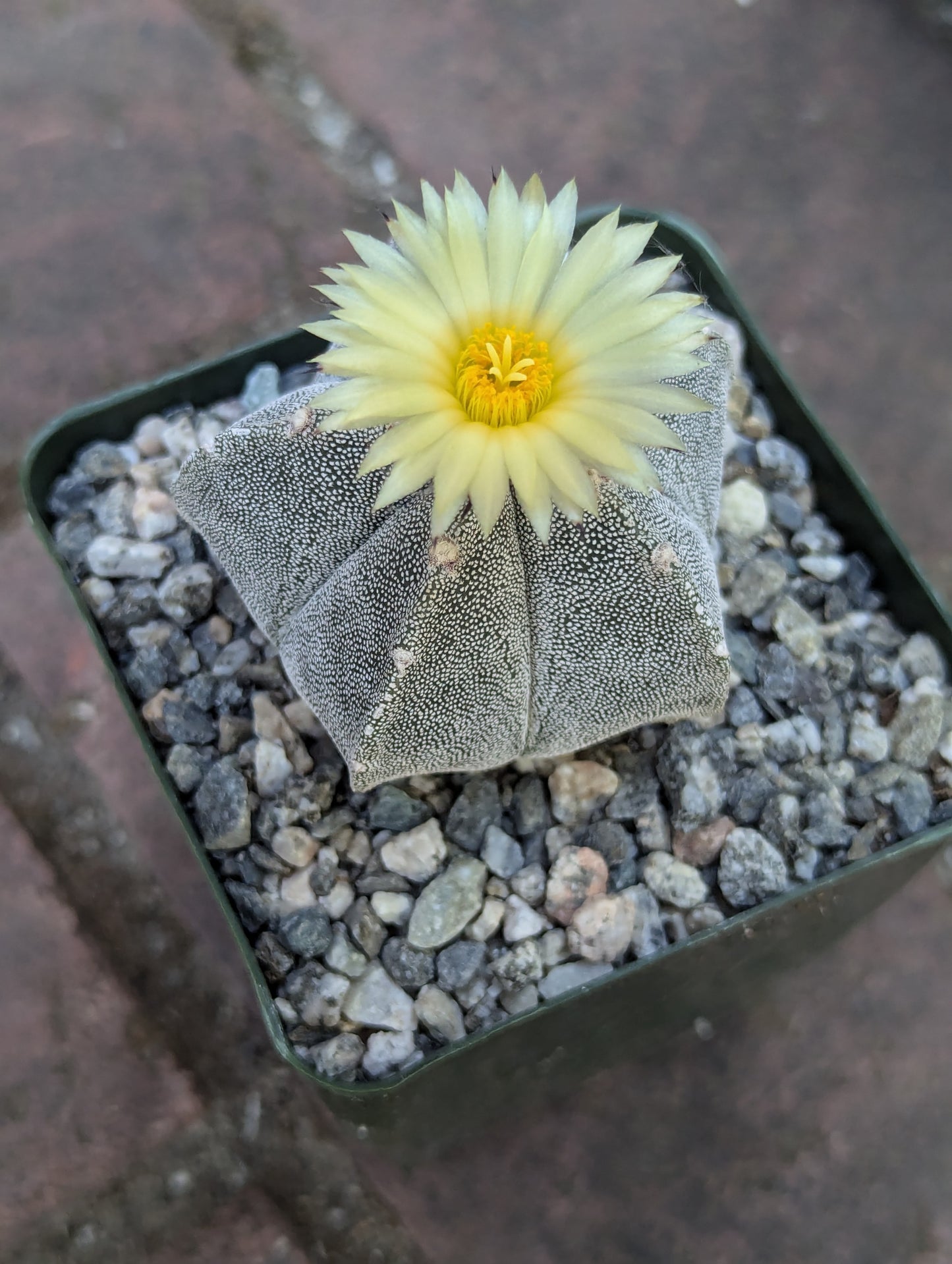 Bishop's Cap Cactus - Astrophytum Myriostigma