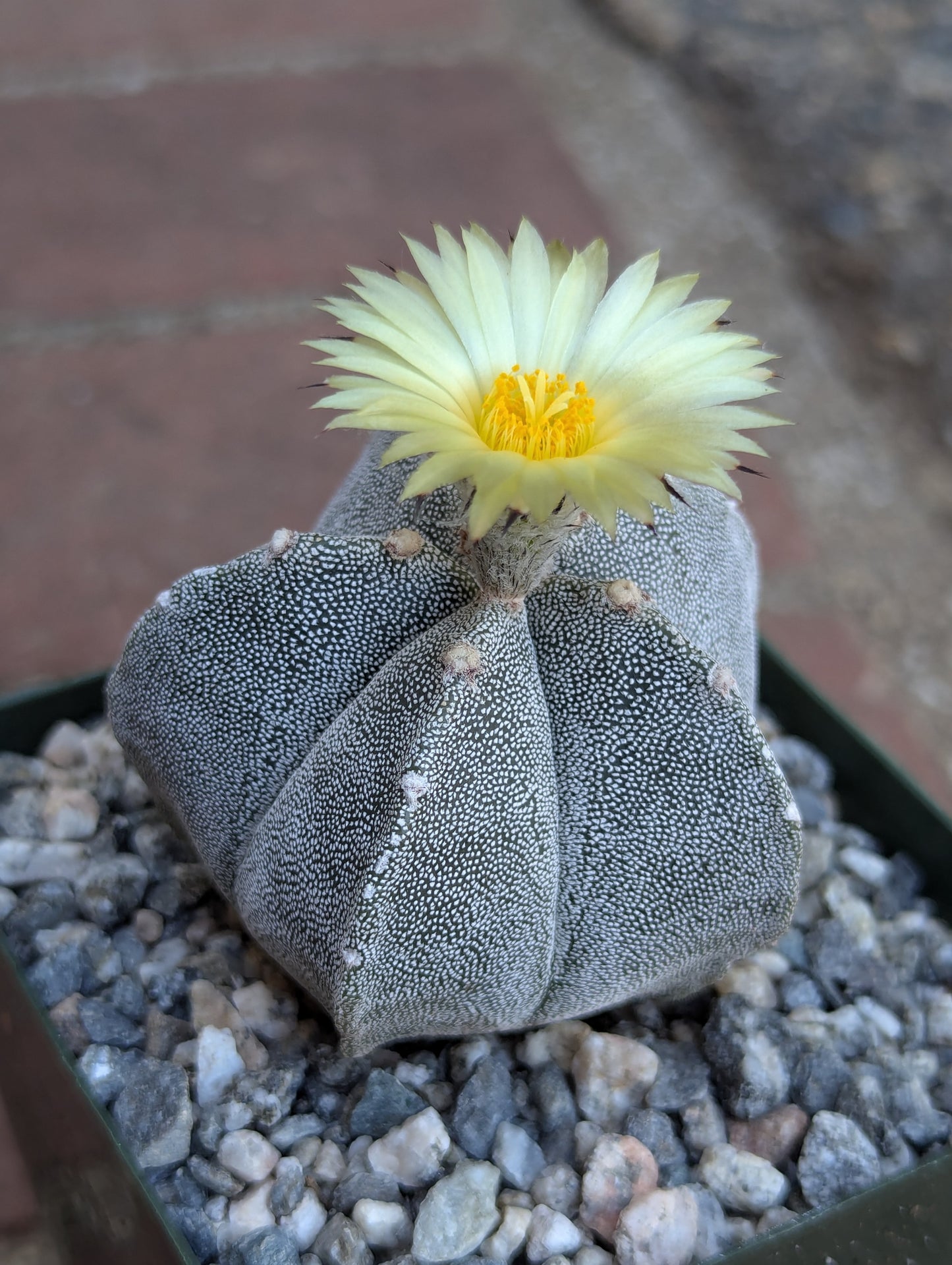 Bishop's Cap Cactus - Astrophytum Myriostigma