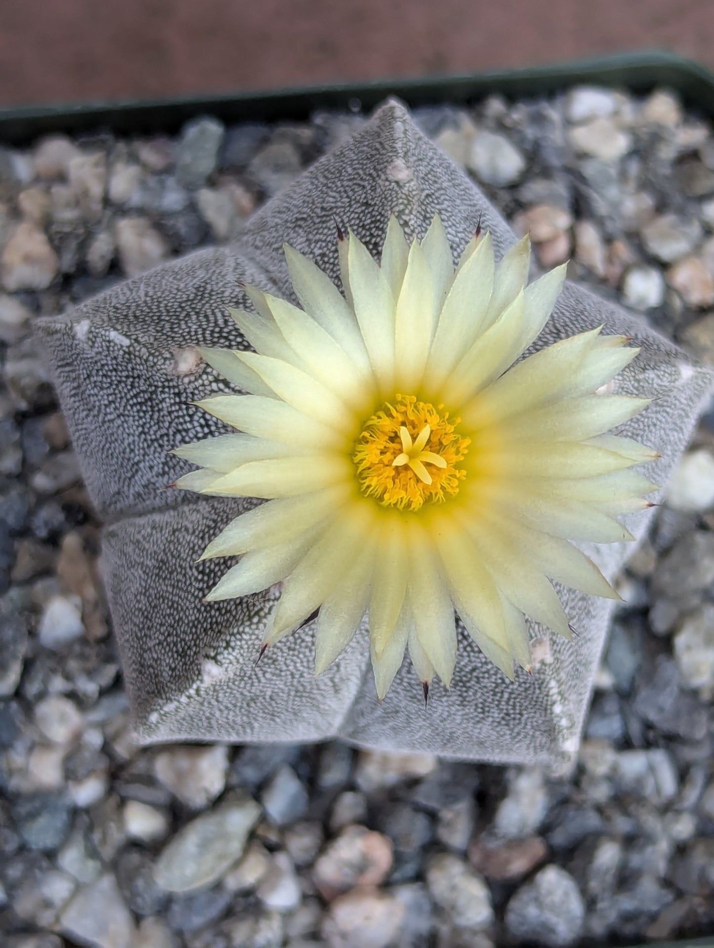 Bishop's Cap Cactus - Astrophytum Myriostigma