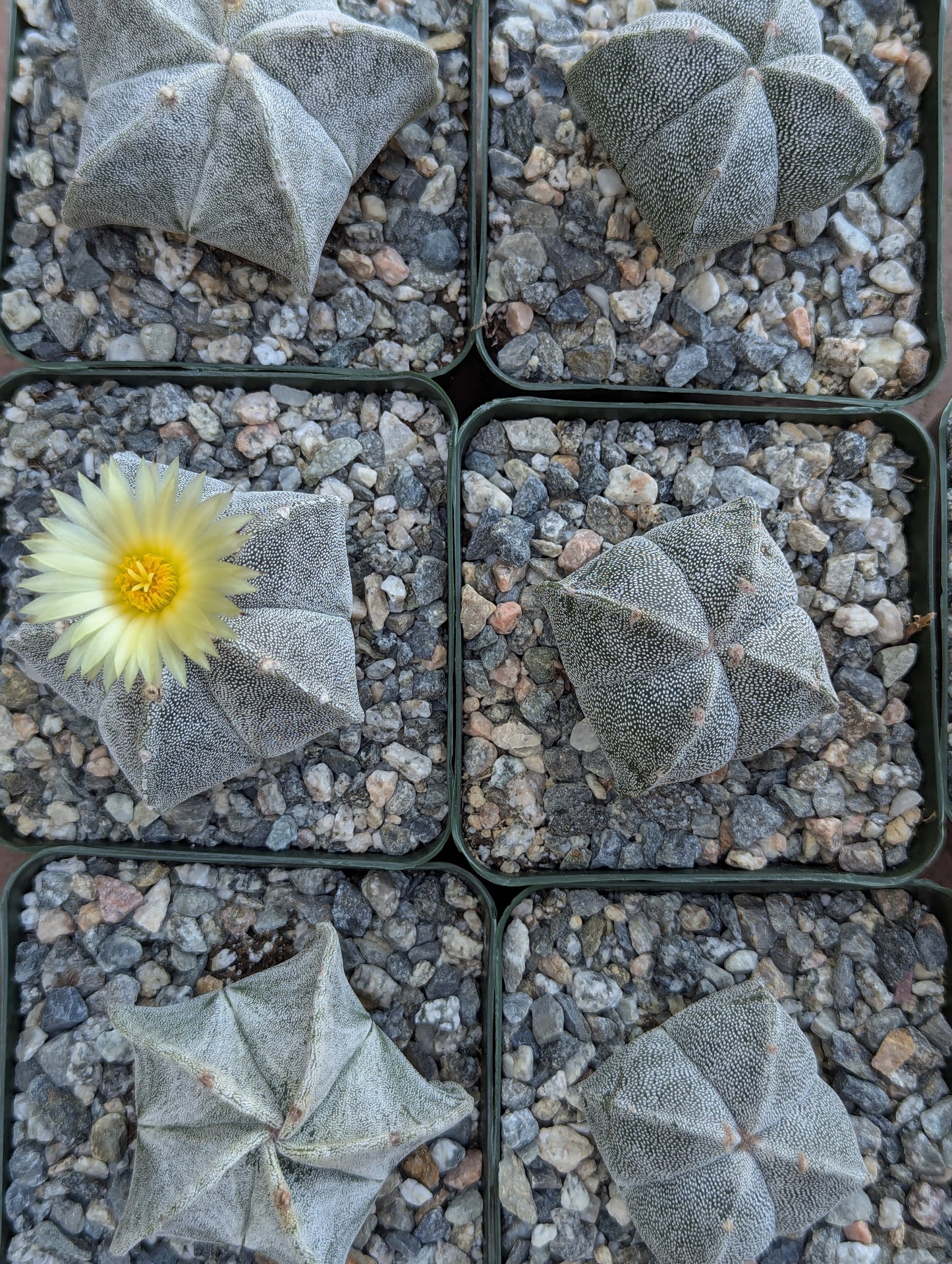 Bishop's Cap Cactus - Astrophytum Myriostigma