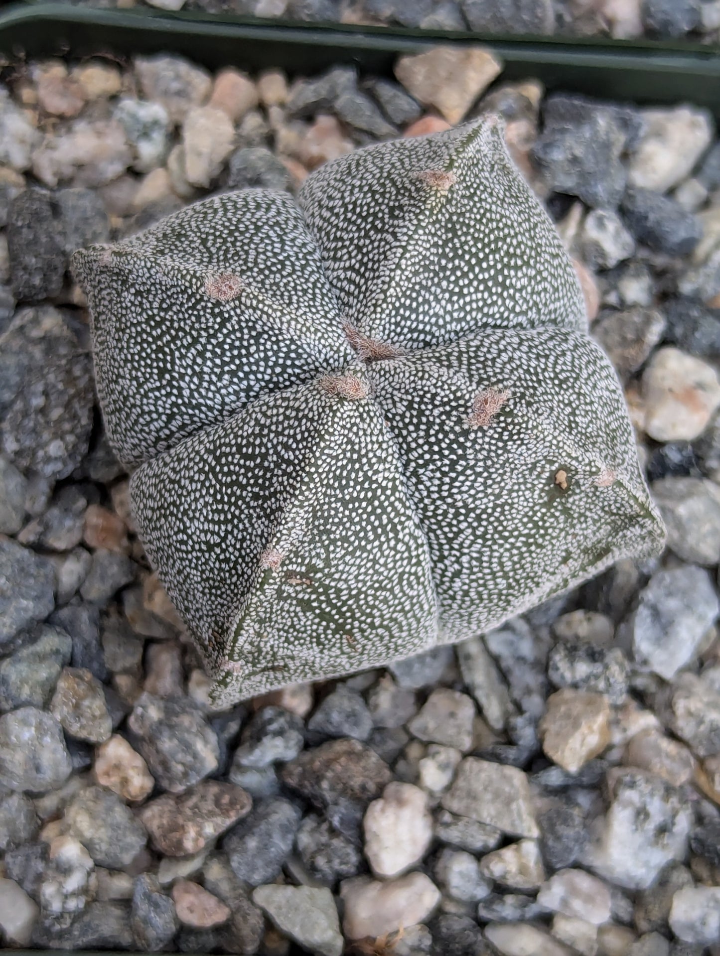 Bishop's Cap Cactus - Astrophytum Myriostigma